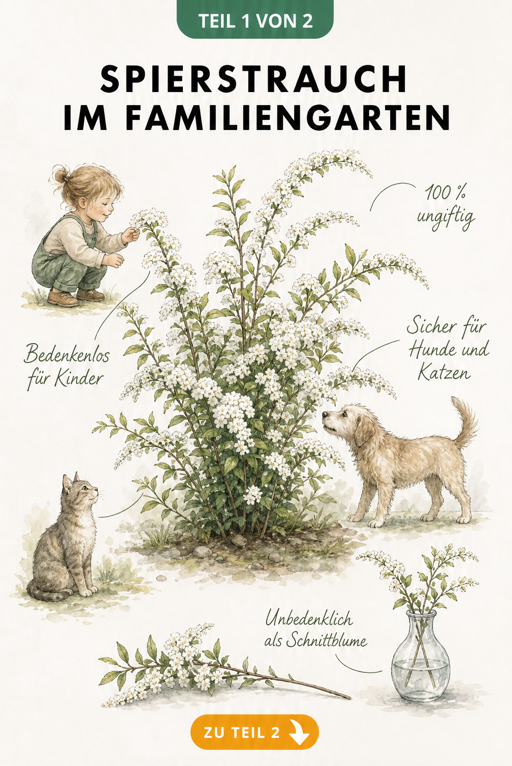 Illustration eines Spierstrauchs mit spielendem Kind, Hund und Katze, die die Ungiftigkeit der Pflanze zeigen