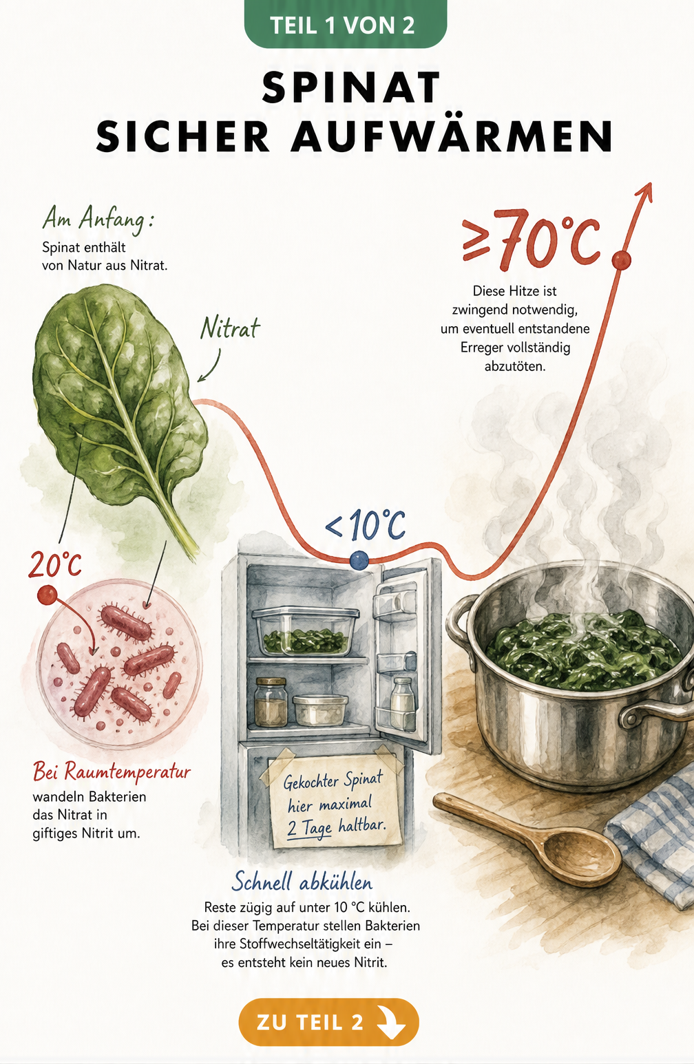 Illustration einer Temperaturkurve, die zeigt, wie Nitrat in Spinat bei Raumtemperatur zu Nitrit wird und wie schnelles Abkühlen dies verhindert.