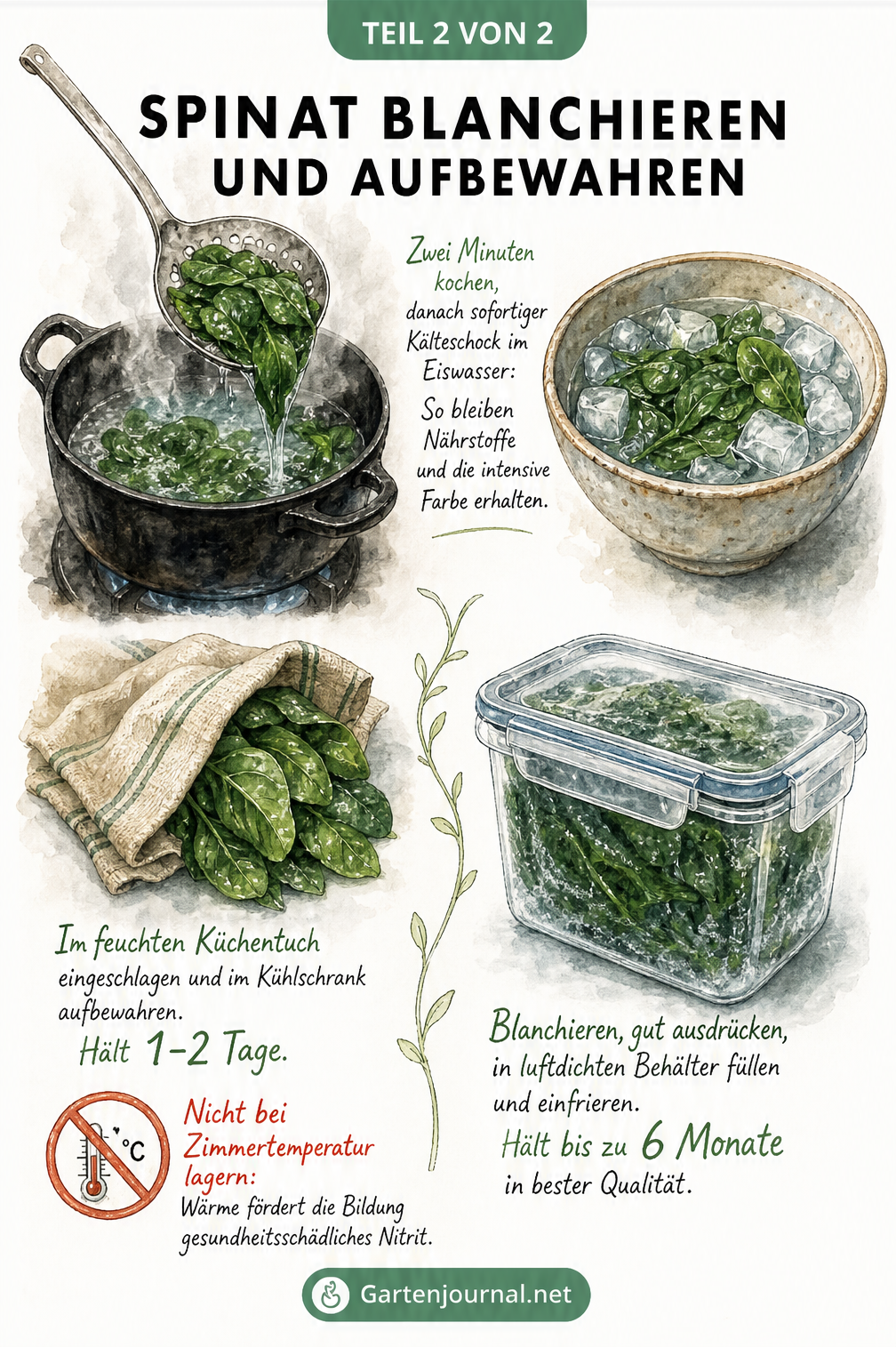 Illustration eines Topfes mit kochendem Wasser und Spinat, daneben eine Schüssel mit Eiswasser zur Aufbewahrung.