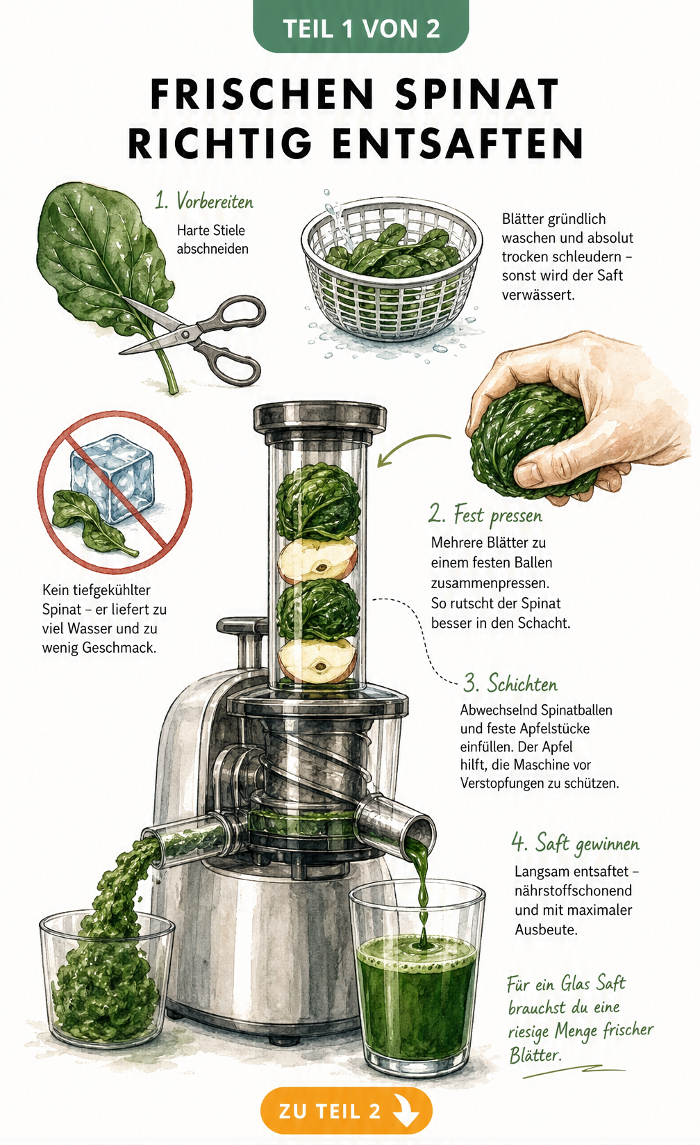 Illustration eines Slow Juicers beim Entsaften von frischem Spinat mit Apfelstücken