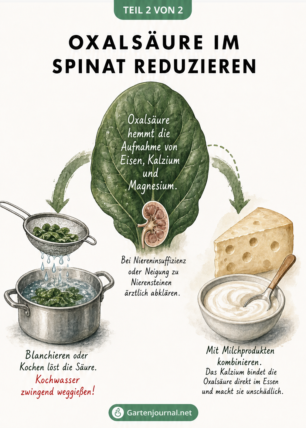 Infografik erklärt, wie Oxalsäure im Spinat die Mineralstoffaufnahme hemmt und wie man sie durch Blanchieren oder Milchprodukte neutralisiert.