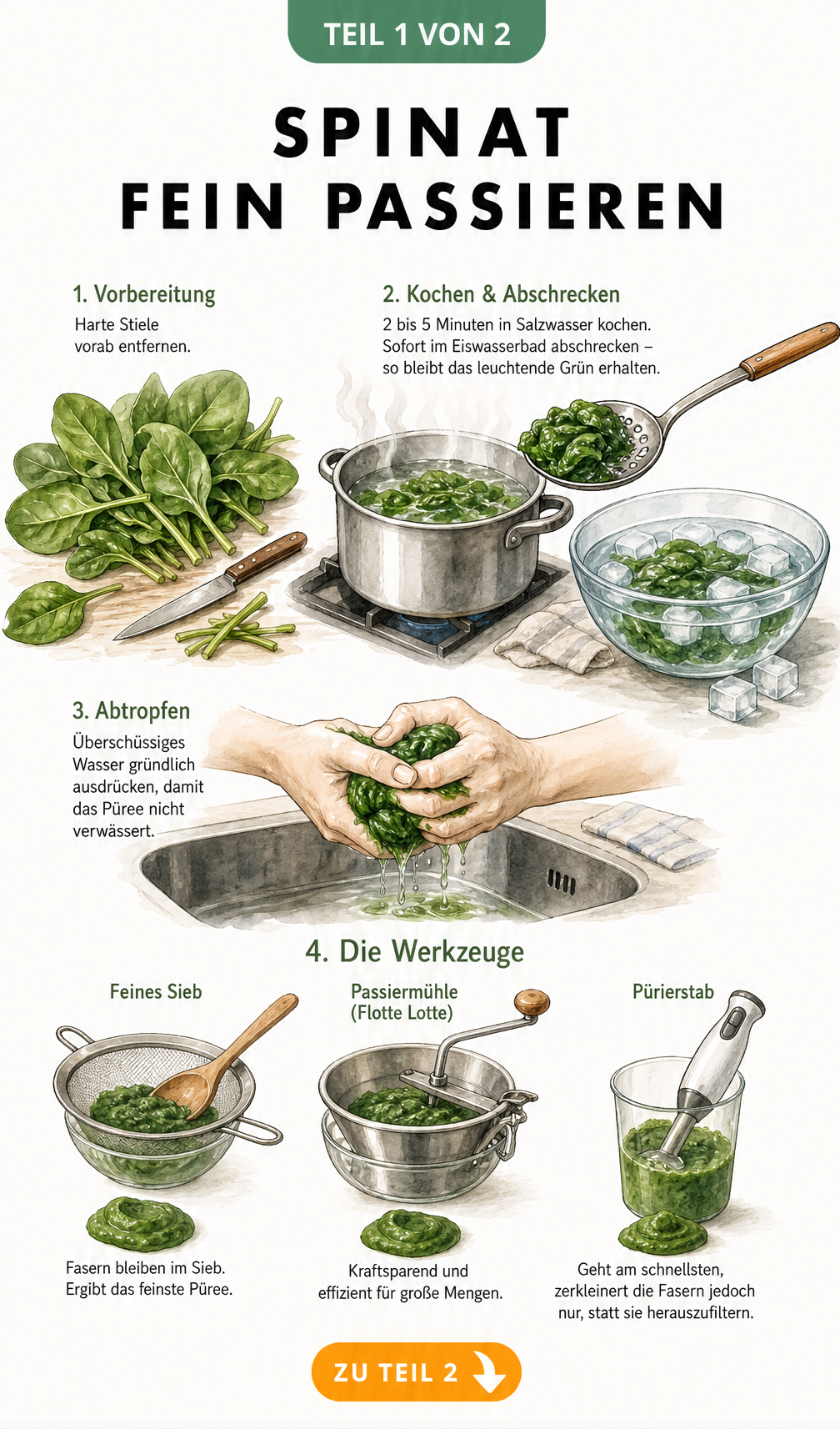 Illustration einer Küchenzeile, die den Prozess des Spinatpassierens zeigt: Vorbereitung, Kochen, Abschrecken, Abtropfen und die passenden Werkzeuge wie Sieb,...