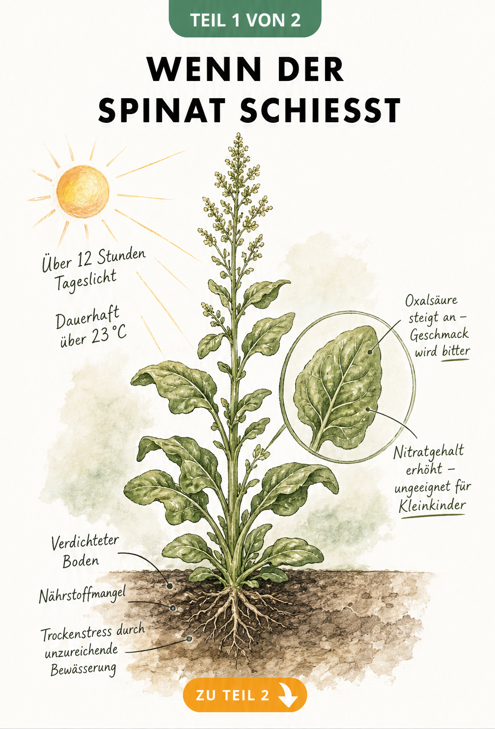 Botanische Illustration einer schießenden Spinatpflanze mit Stressfaktoren wie Hitze, Trockenheit und Nährstoffmangel