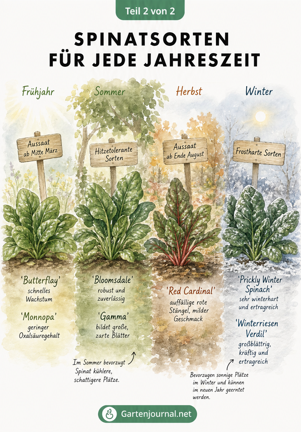 Illustrierte Landschaft mit Spinatsorten für Frühling, Sommer, Herbst und Winter