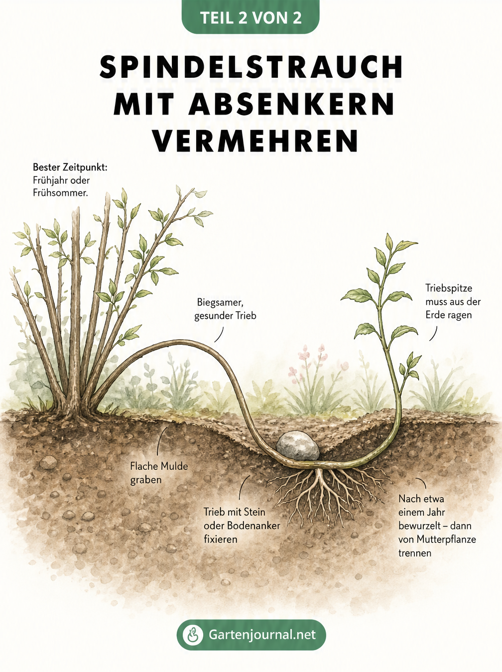 Querschnitt-Zeichnung eines Spindelstrauch-Absenkers, der in einer flachen Mulde mit einem Stein fixiert ist