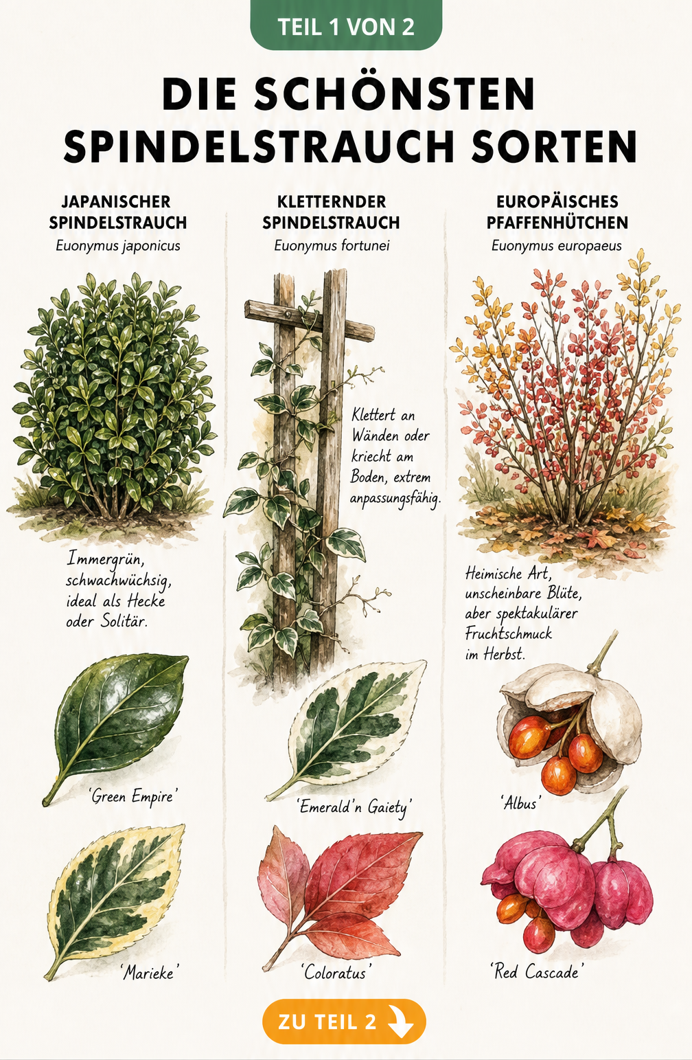 Botanische Illustration von drei Spindelstrauch-Arten: Japanischer Spindelstrauch, Kletternder Spindelstrauch und Europäisches Pfaffenhütchen mit Blatt- und...