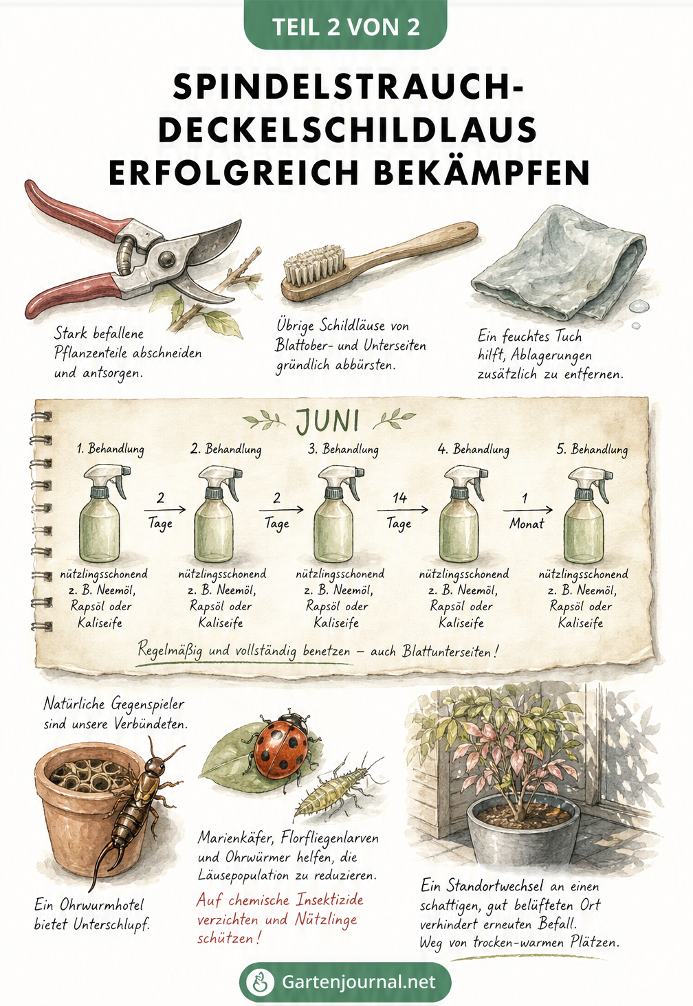 Illustration von Gartenschere, Zahnbürste und Kalender zur Bekämpfung der Deckelschildlaus mit natürlichen Mitteln und Nützlingen