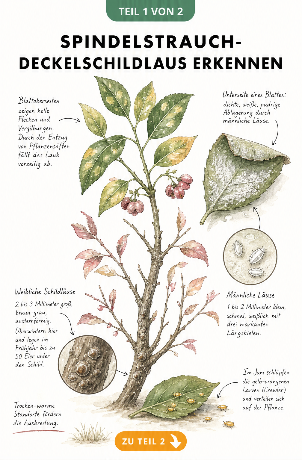 Botanische Illustration eines Spindelstrauchs mit Befall durch Deckelschildläuse, Vergrößerung der weiblichen und männlichen Läuse sowie Larven