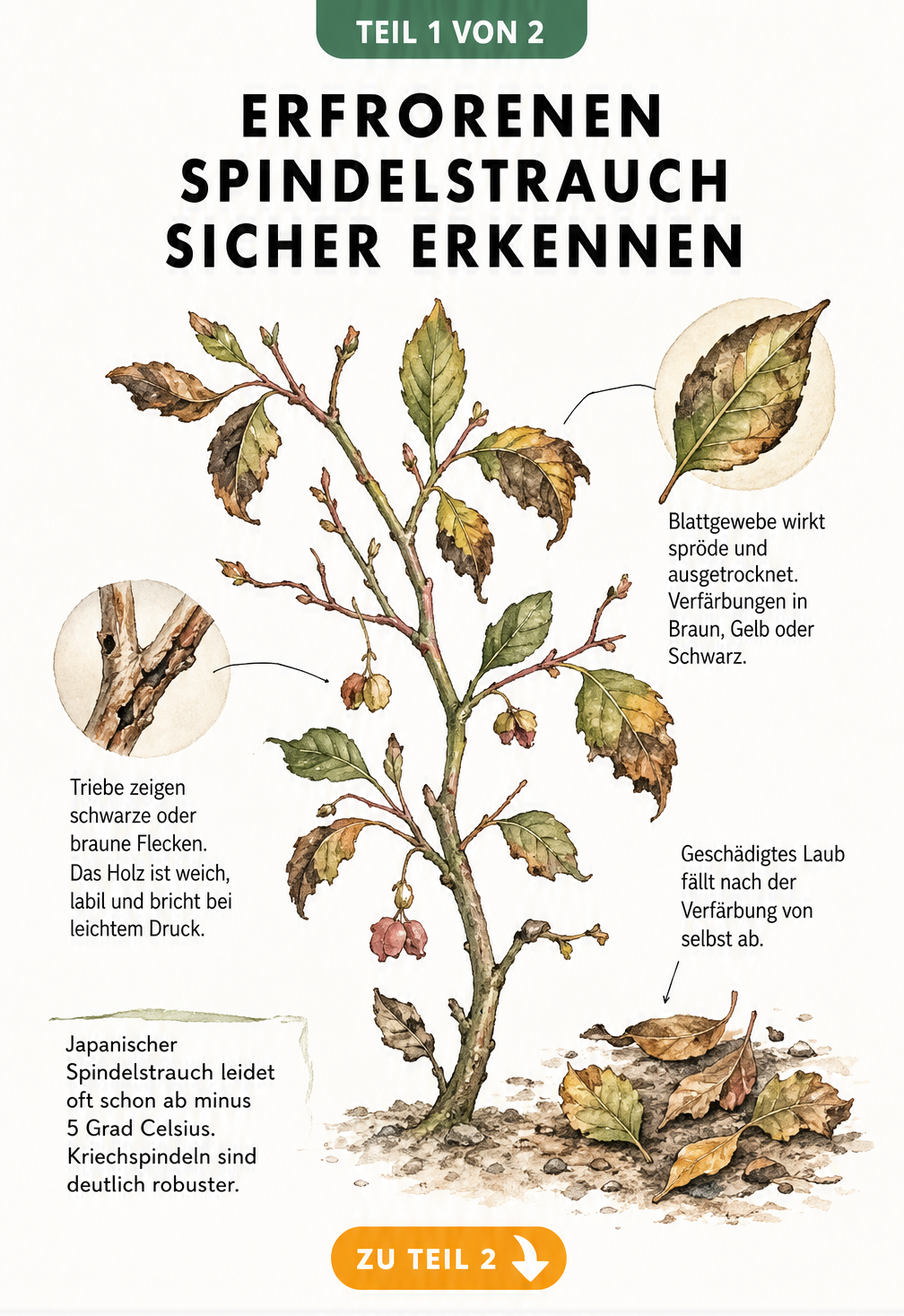 Botanische Illustration eines erfrorenen Spindelstrauch-Zweigs mit braunen Blättern und schwarzen Flecken