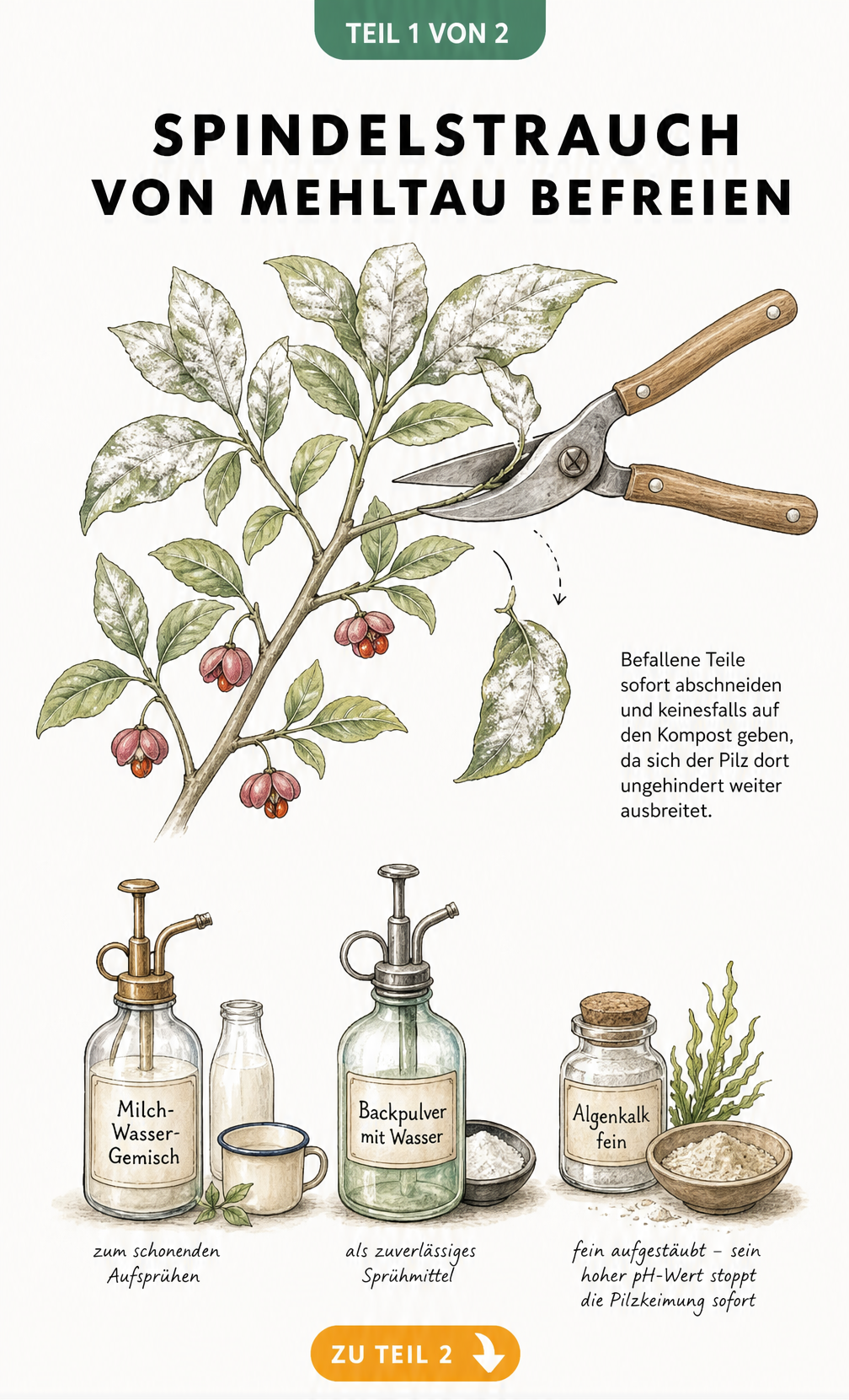 Botanische Illustration eines Spindelstrauch-Zweigs mit Mehltau, einer Gartenschere und Hausmitteln wie Milch, Backpulver und Algenkalk.