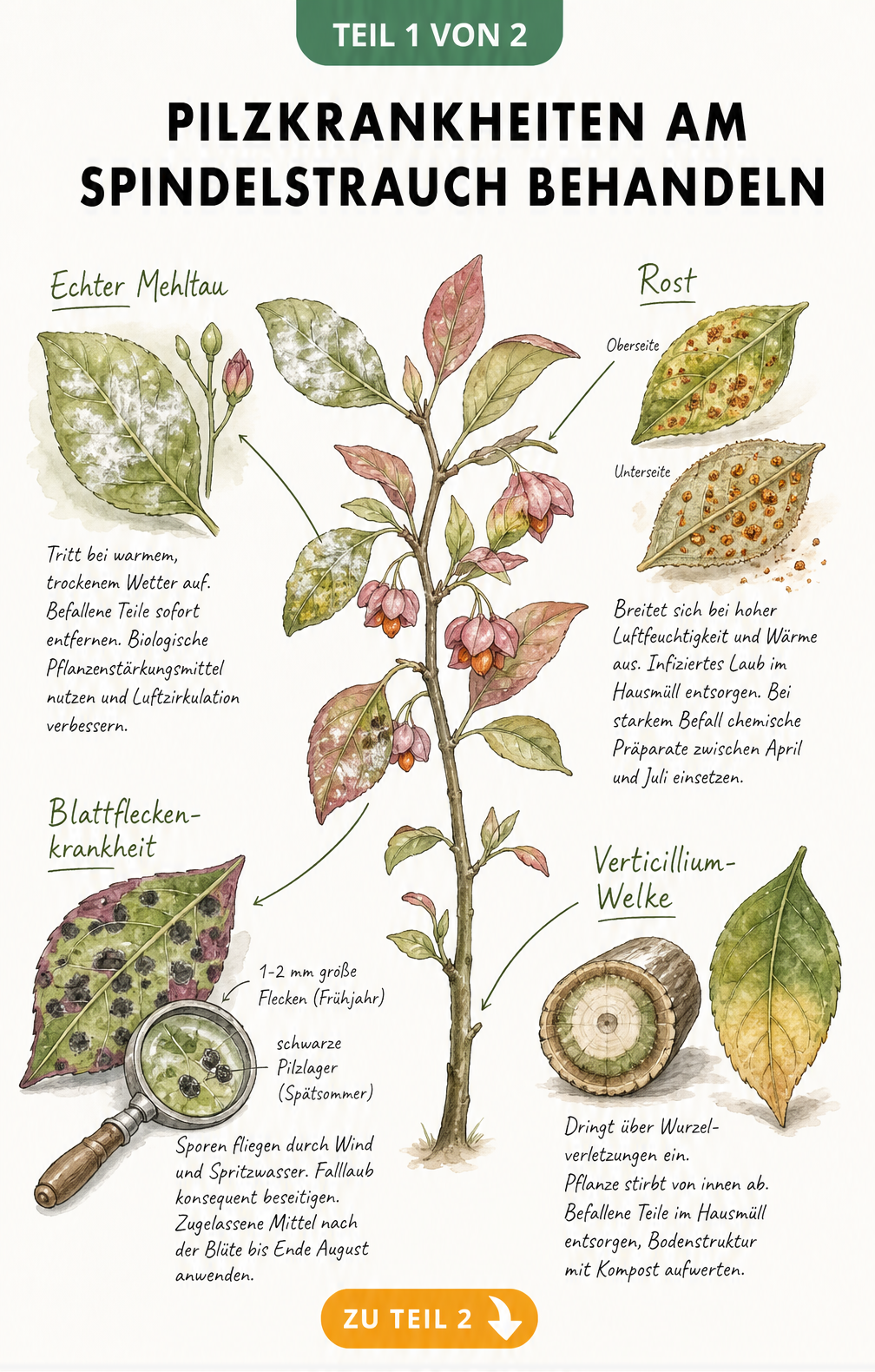 Botanische Lehrtafel zu Pilzkrankheiten am Spindelstrauch wie Echter Mehltau, Rost, Blattfleckenkrankheit und Verticillium-Welke mit Symptomen und...