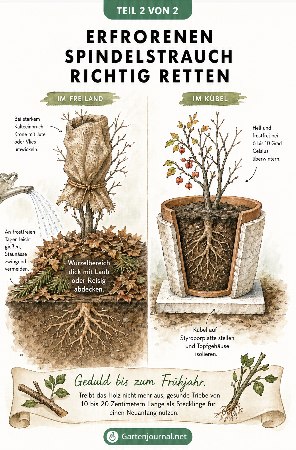 Schnittbild-Illustration zur Rettung eines Spindelstrauchs im Freiland und Kübel mit Mulchschicht und Vlies