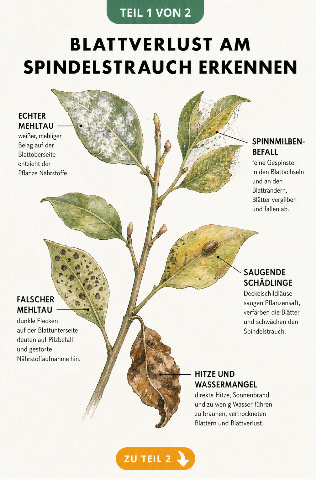 Botanische Illustration eines Spindelstrauch-Zweiges mit Schadbildern wie Mehltau, Spinnmilben und Schildläusen