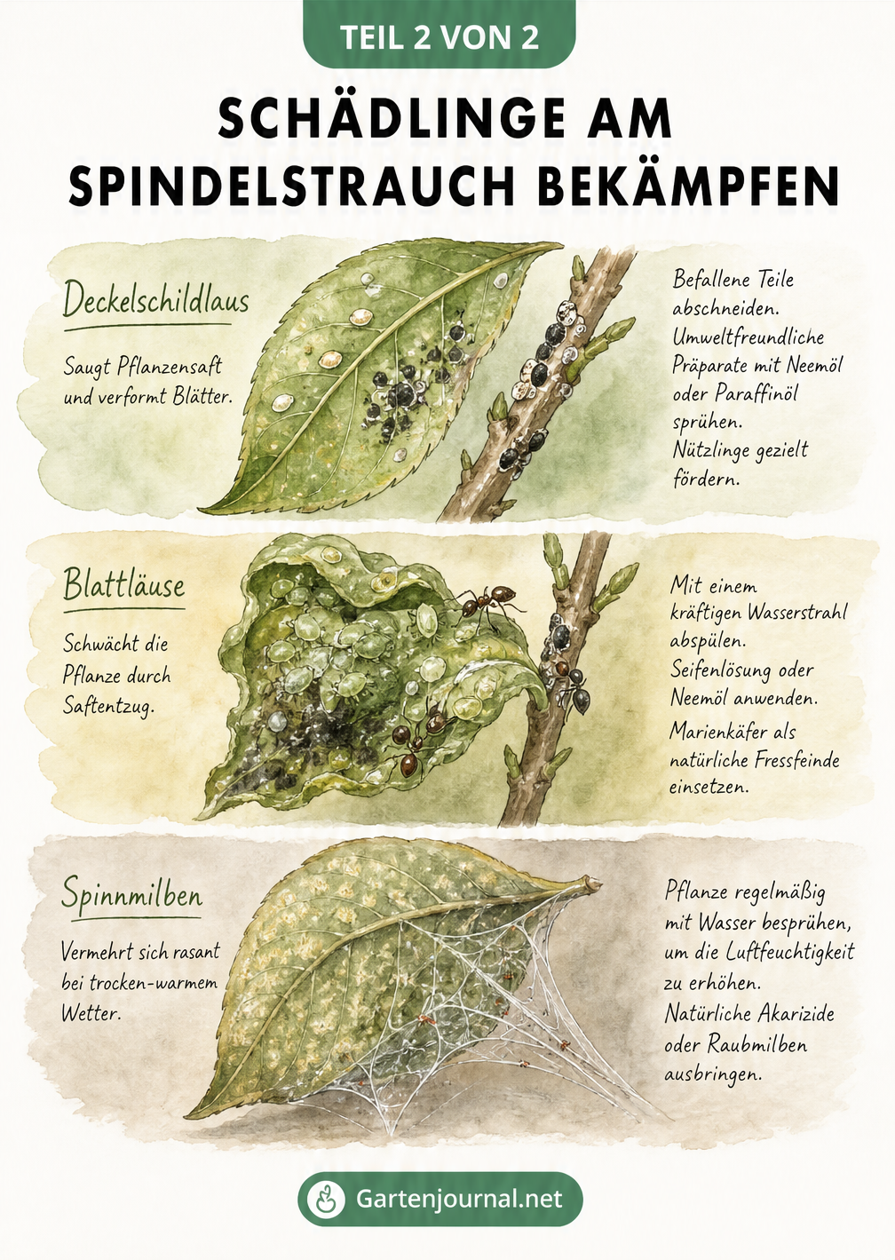 Aquarell-Skizzen von Schädlingen am Spindelstrauch: Deckelschildlaus, Blattläuse und Spinnmilben mit Fraßspuren und Gegenmaßnahmen.
