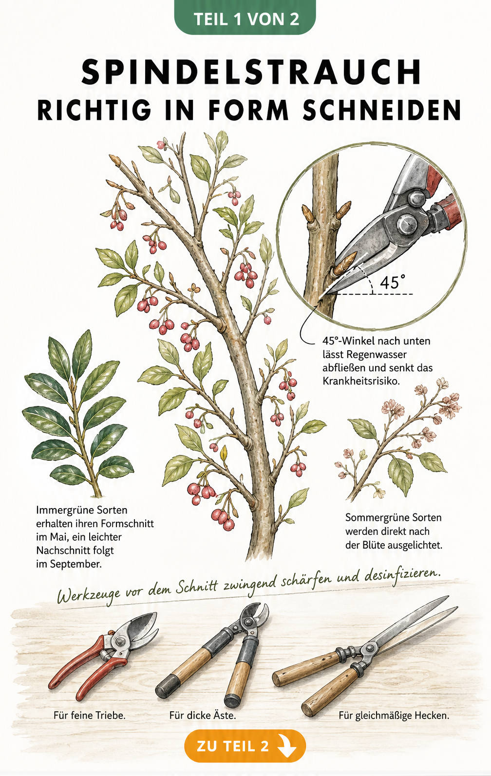 Botanische Illustration eines Spindelstrauch-Zweigs mit Lupe, die den perfekten 45-Grad-Schnitt über einer Knospe zeigt, sowie Gartenscheren.