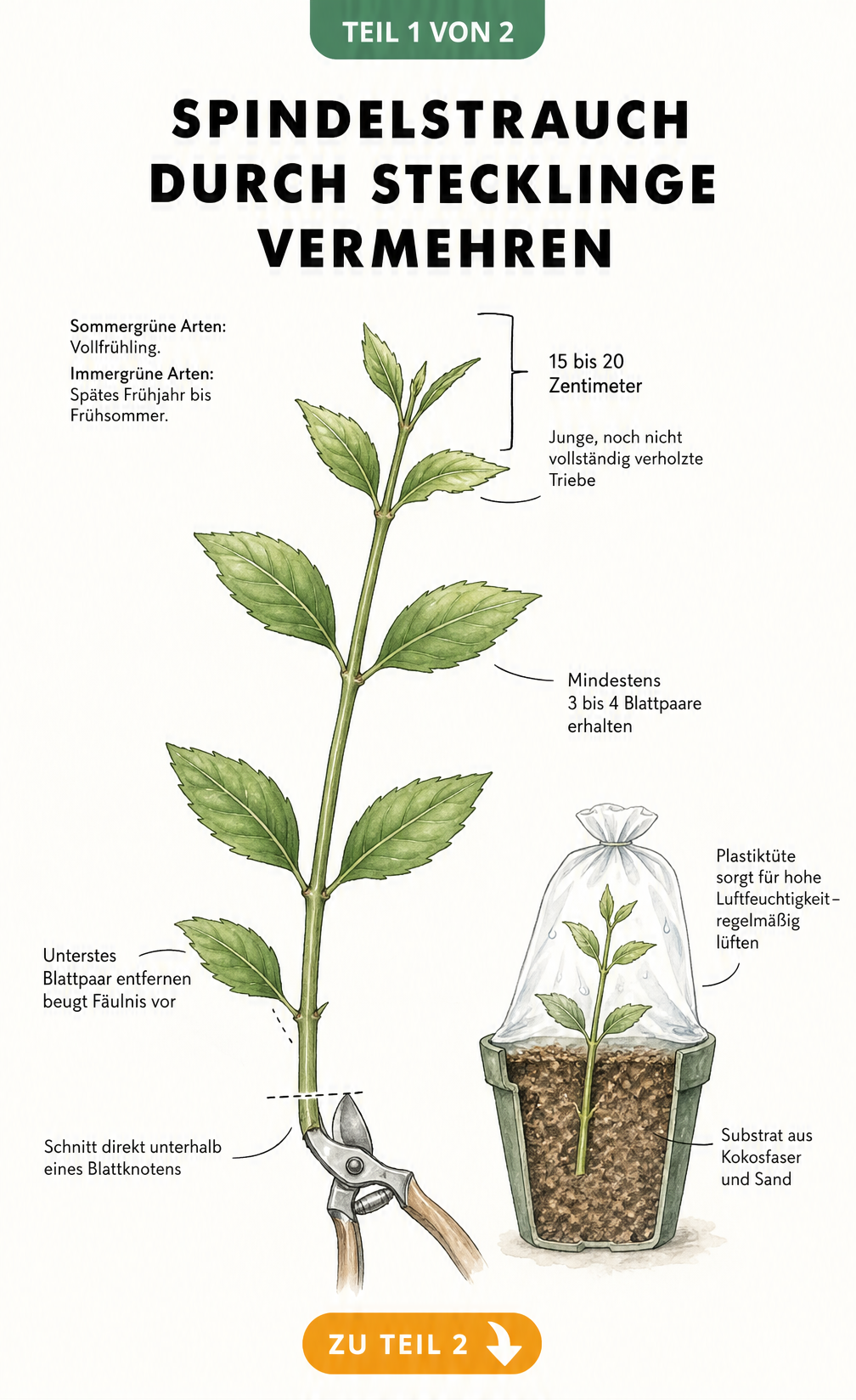 Botanische Illustration eines Spindelstrauch-Stecklings mit Hinweisen zum Schnitt und zur Pflanzung in Kokosfaser und Sand
