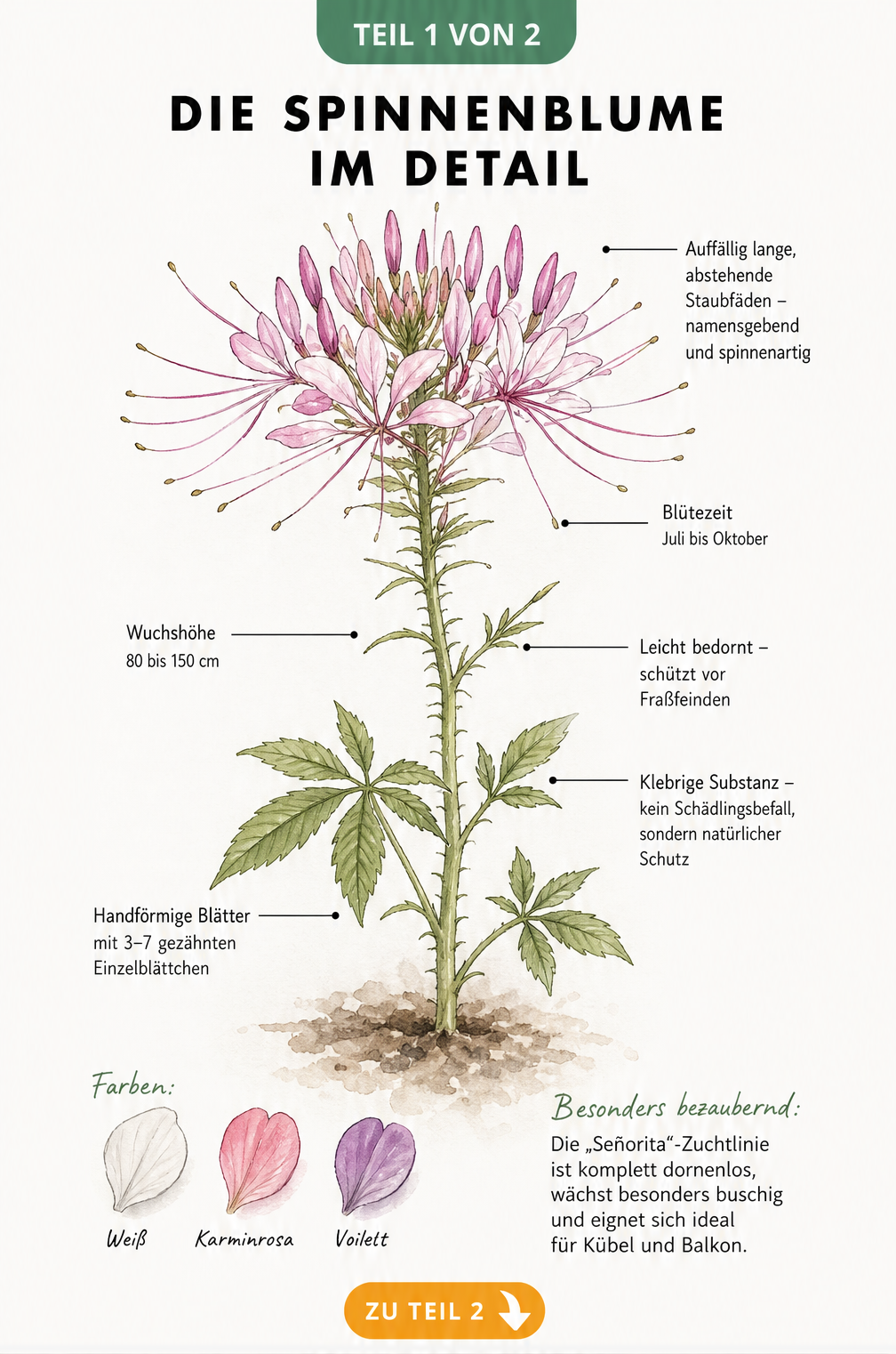 Botanische Illustration einer Spinnenblume mit Details zu Blüten, Blättern und Wuchshöhe