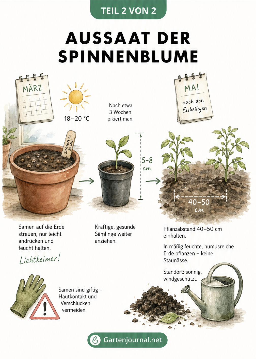 Zeitstrahl zur Aussaat der Spinnenblume: Von der Anzucht auf der Fensterbank im März bis zur Pflanzung ins Freiland im Mai.