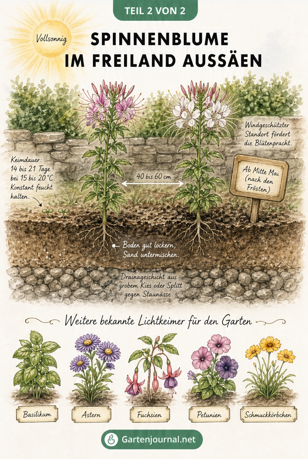 Illustrierte Gartenbeet-Szene im Querschnitt mit blühenden Spinnenblumen, Drainageschicht und weiteren Lichtkeimern wie Basilikum und Astern.
