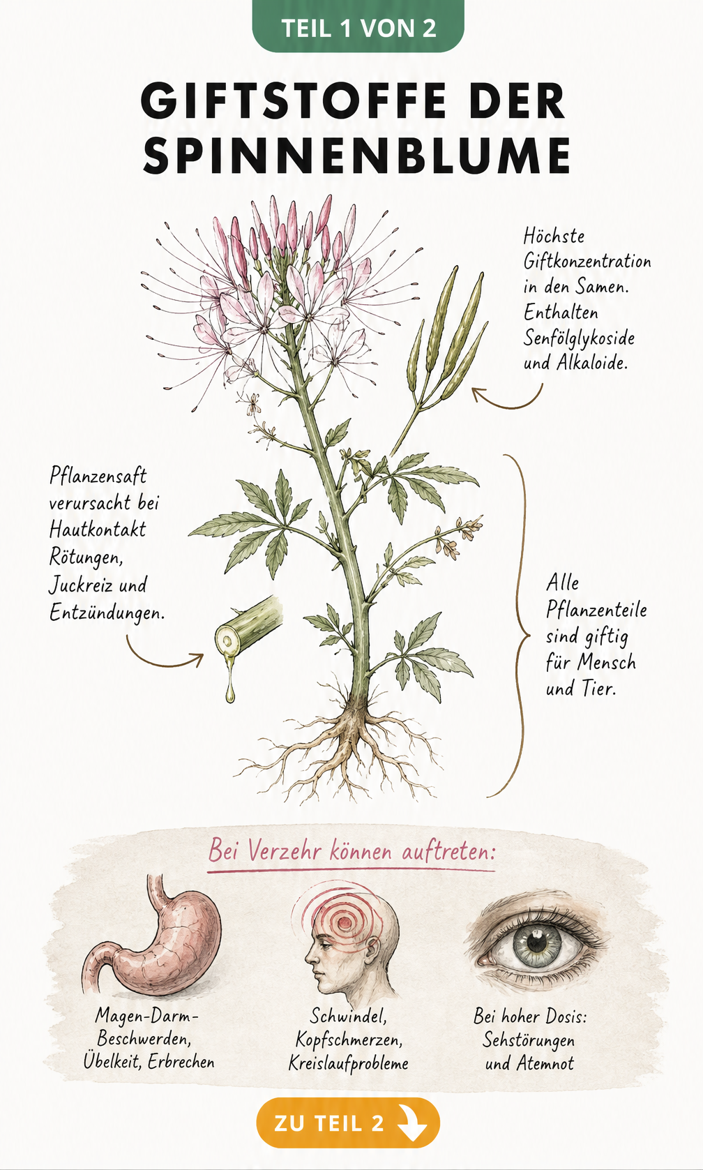 Botanische Illustration der Spinnenblume mit Markierungen der giftigen Pflanzenteile und Symptome bei Verzehr