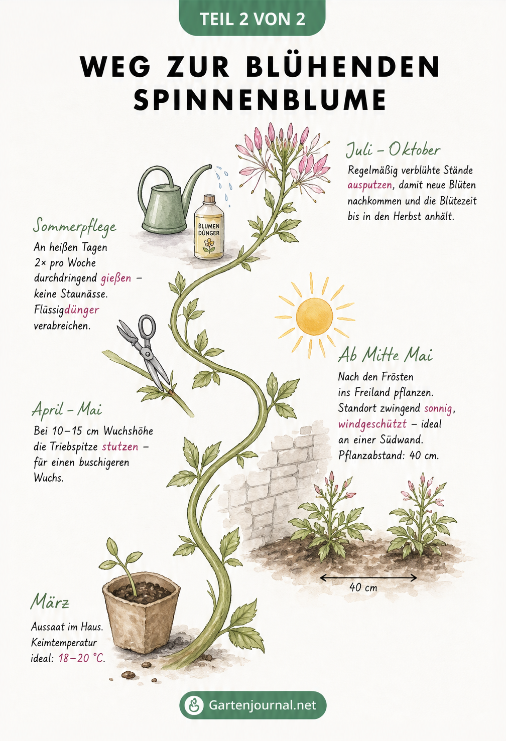 Gezeichneter Zeitstrahl zur Pflege der Spinnenblume von der Aussaat bis zur Blüte