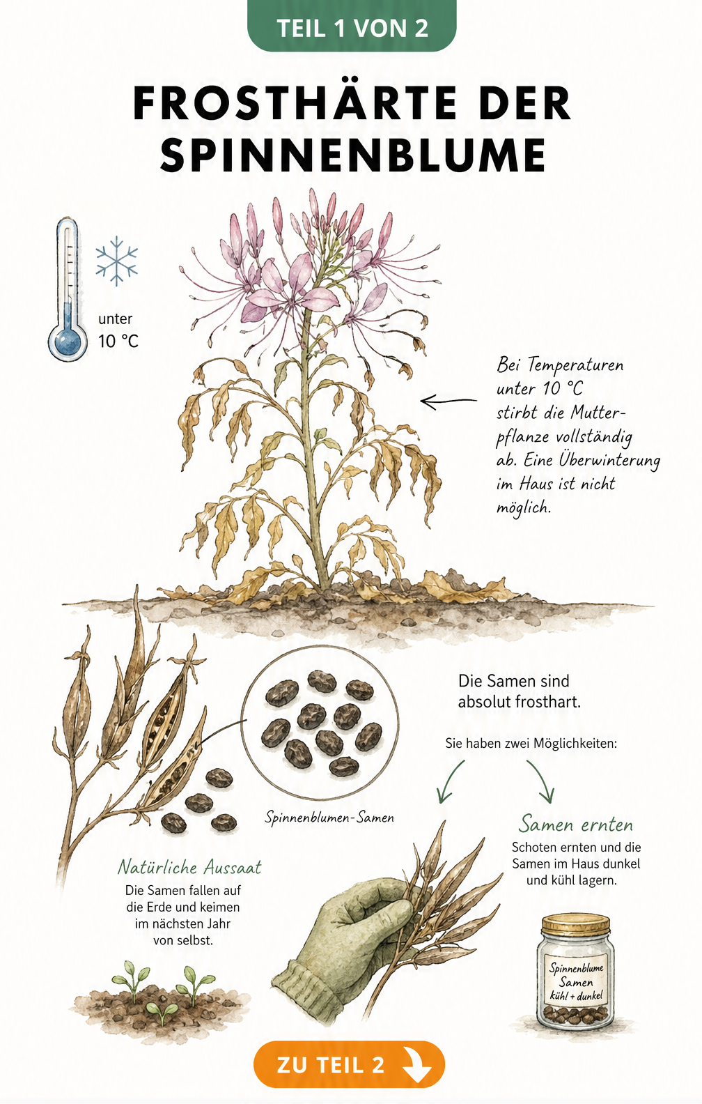 Illustration der Spinnenblume im Herbst: Die Pflanze stirbt bei Frost ab, während die Samen winterhart sind.