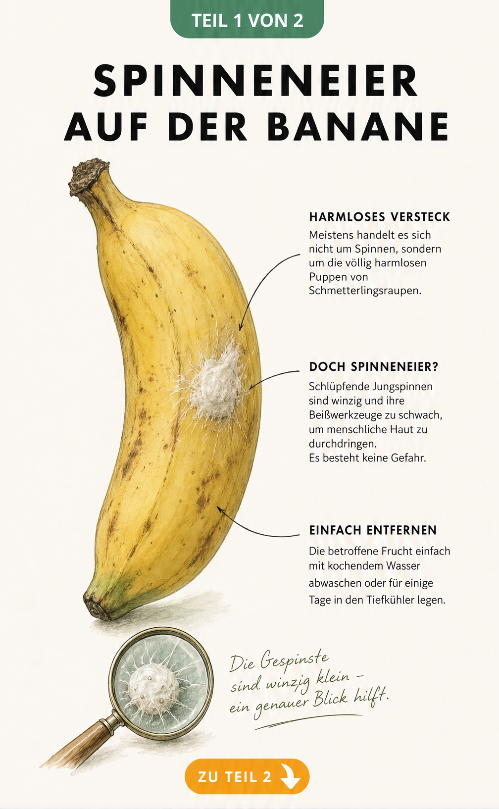 Handgezeichnete Illustration einer Banane mit einem weißen Gespinst auf der Schale und erklärenden Texten zu Spinneneiern und Schmetterlingspuppen.