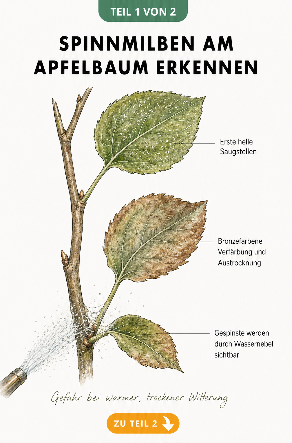 Botanische Illustration eines Apfelbaumzweigs, die den Verlauf eines Spinnmilbenbefalls von ersten hellen Saugstellen bis zu bronzefarbenen Blättern und feinen...