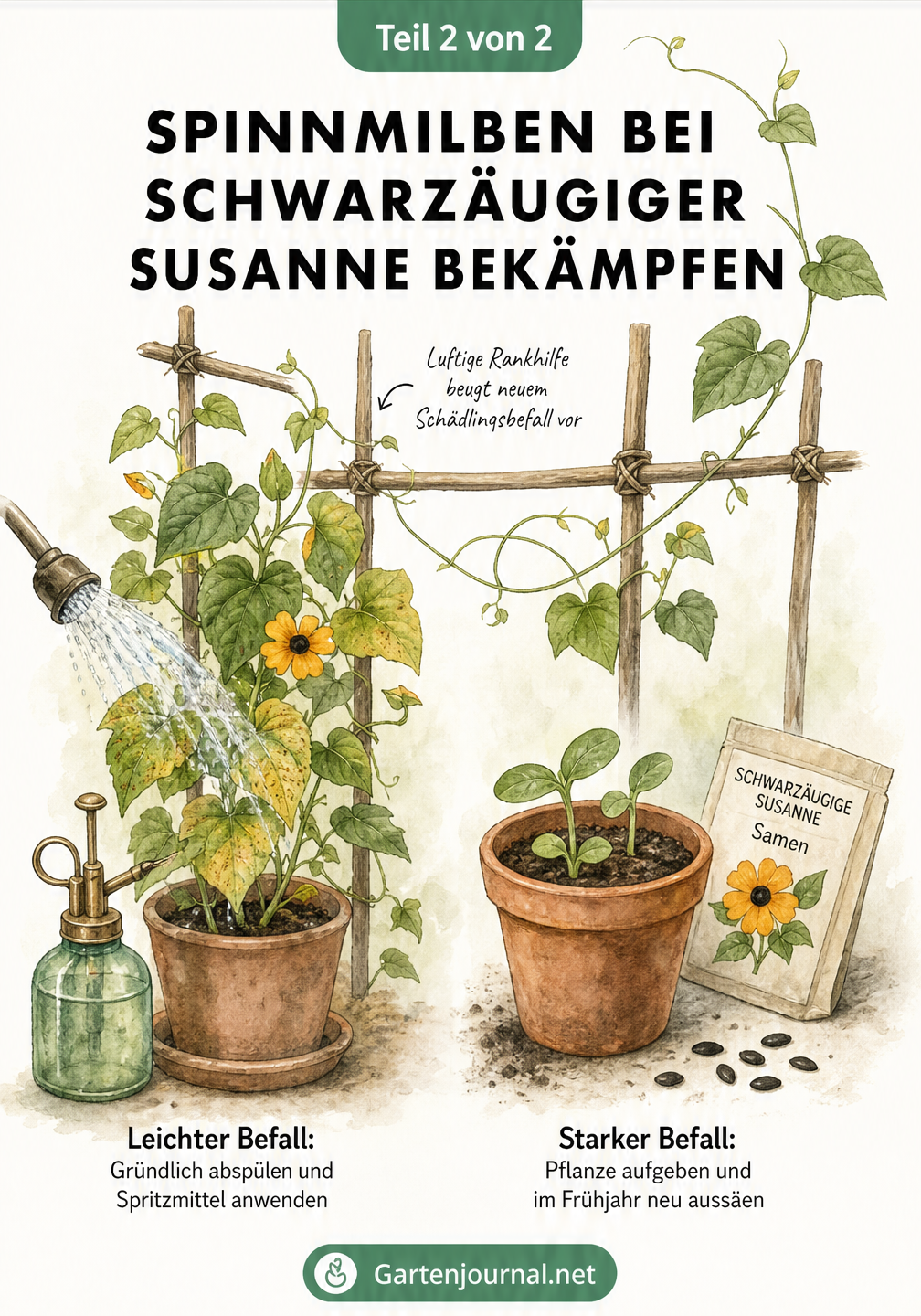 Illustration zur Bekämpfung von Spinnmilben: Pflanze abspülen bei leichtem Befall, Neuaussaat bei starkem Befall und luftige Rankhilfe zur Vorbeugung.