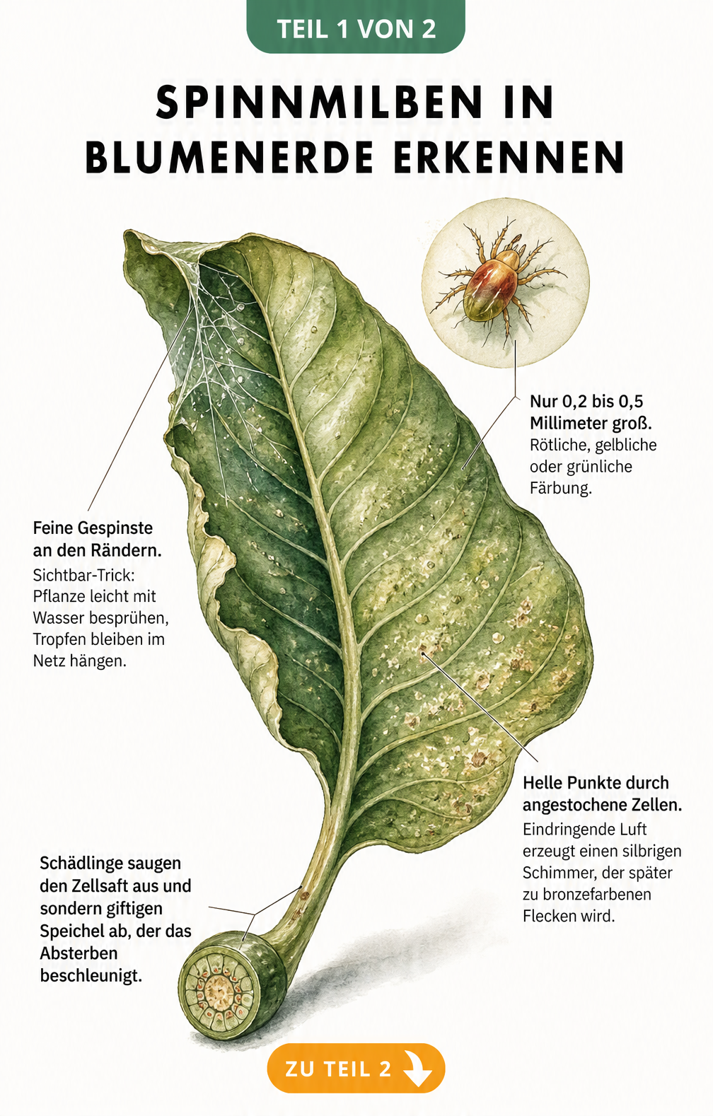 Illustration eines Zimmerpflanzenblattes mit Spinnmilben, Gespinsten und Blattschäden