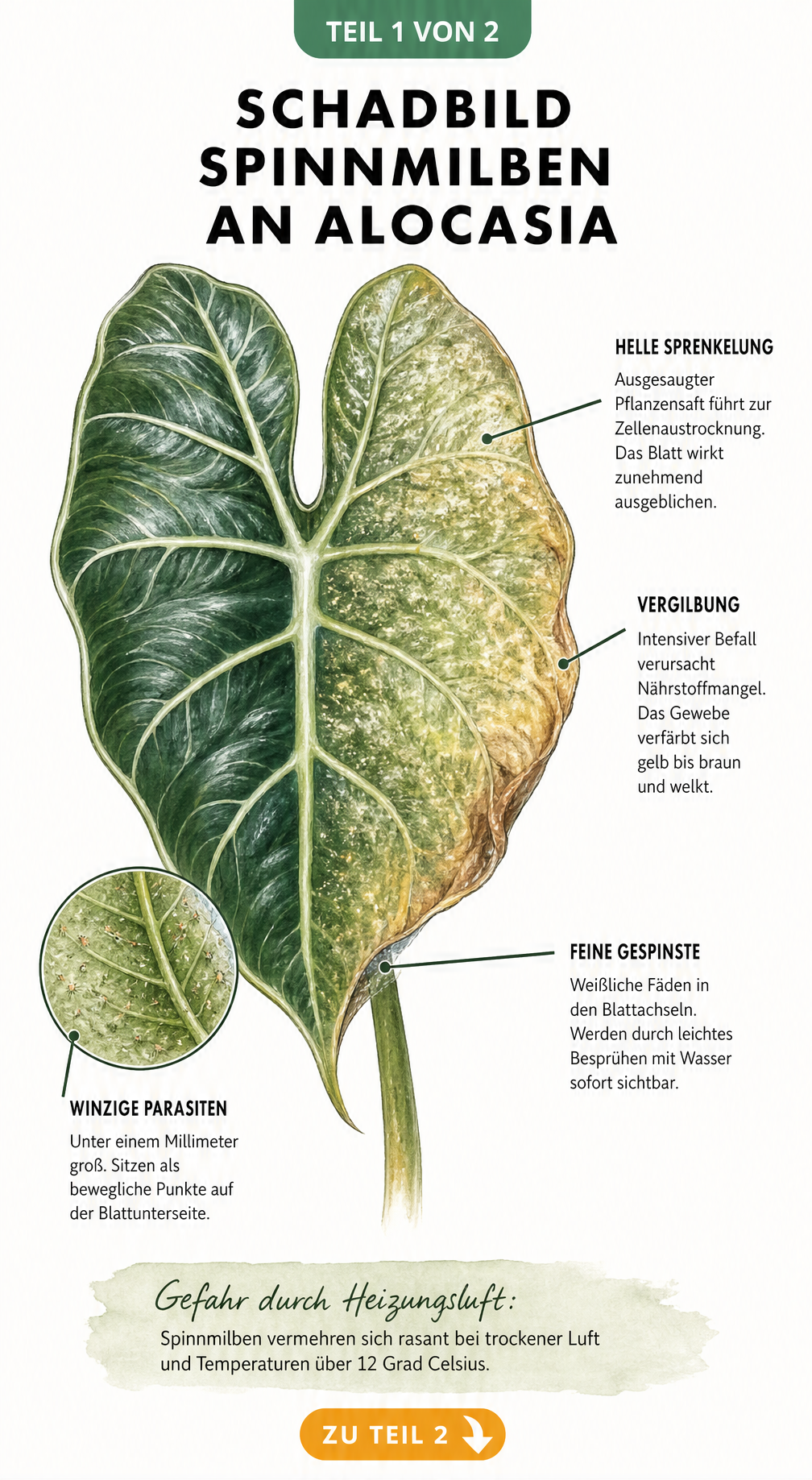 Botanische Illustration eines Alocasia-Blattes, das die typischen Schäden durch Spinnmilben wie helle Sprenkelung, Vergilbung und feine Gespinste zeigt.