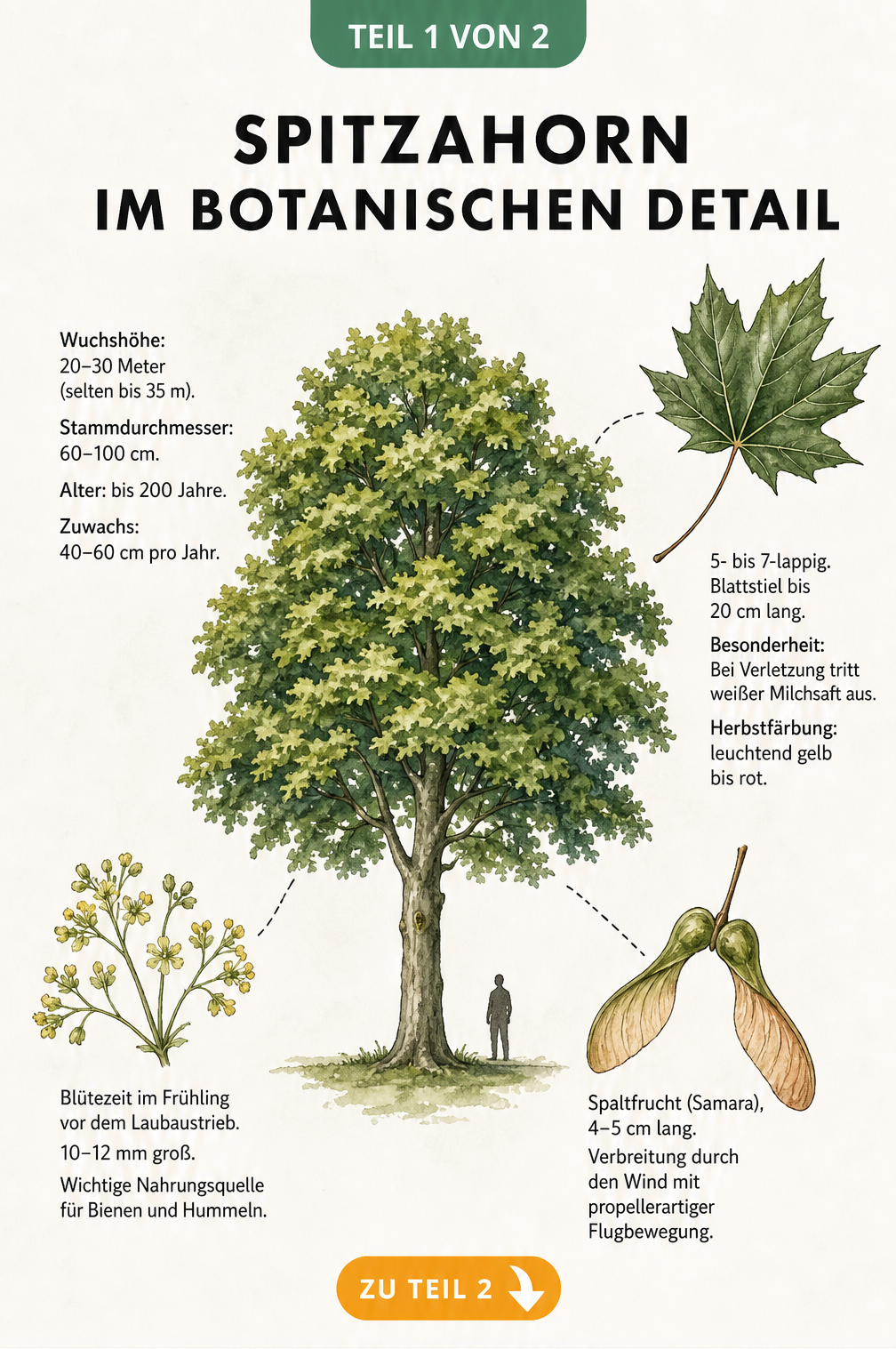 Botanische Illustration des Spitzahorns mit Details zu Blatt, Blüte und Frucht