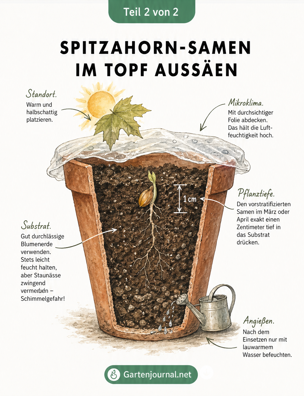 Schnittgrafik eines Terrakotta-Topfes mit einem keimenden Spitzahorn-Samen, die Standort, Mikroklima, Pflanztiefe, Substrat und das richtige Angießen zeigt.