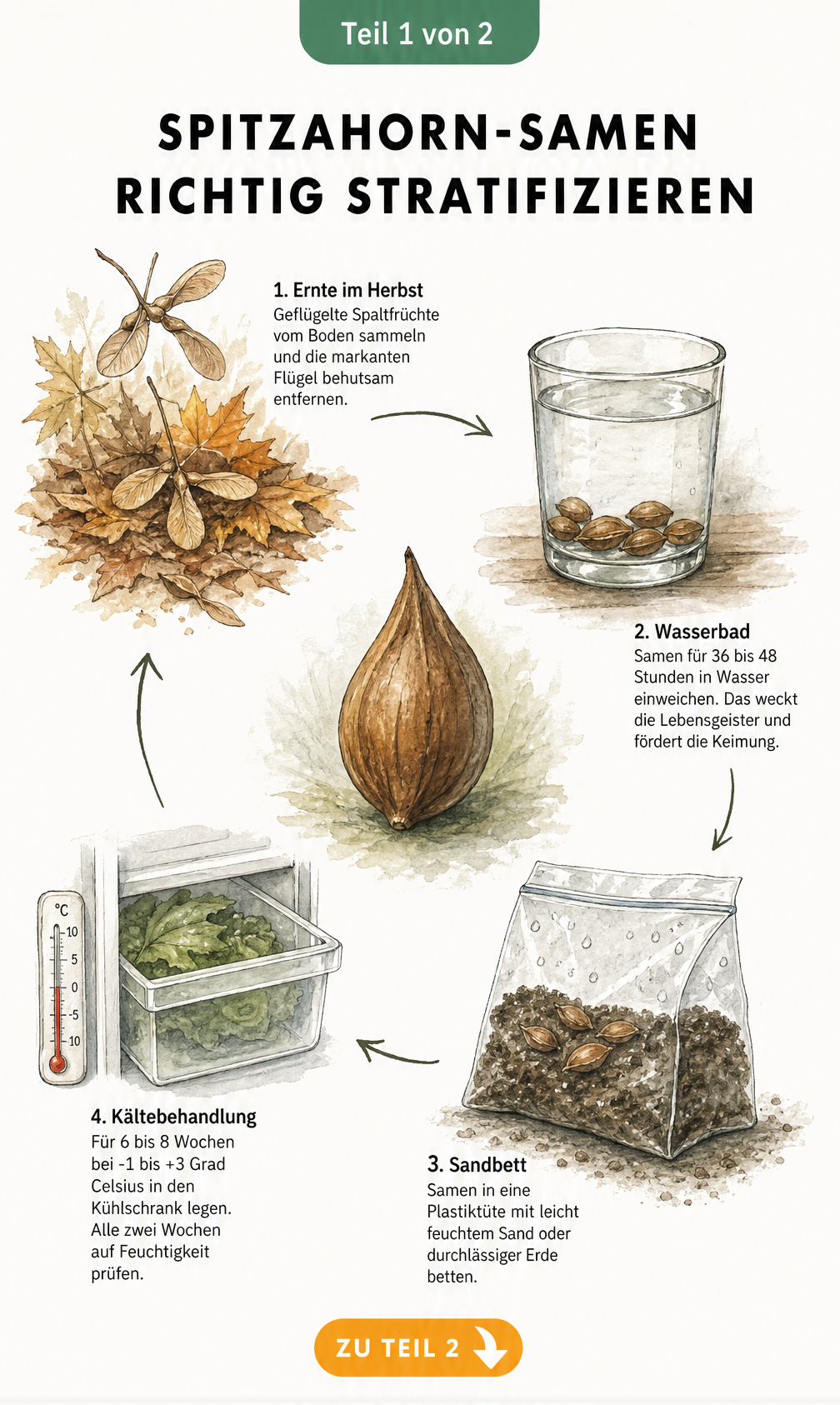 Botanische Illustration eines Spitzahorn-Samens mit vier Stationen zur Stratifizierung: Ernte, Wasserbad, Sandbett und Kältebehandlung im Kühlschrank.