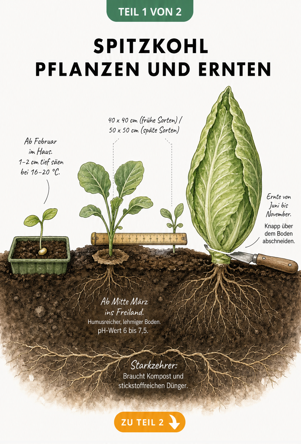 Querschnitt eines Gartenbeets mit Spitzkohl von der Aussaat im Haus bis zur Ernte des reifen Kohlkopfs