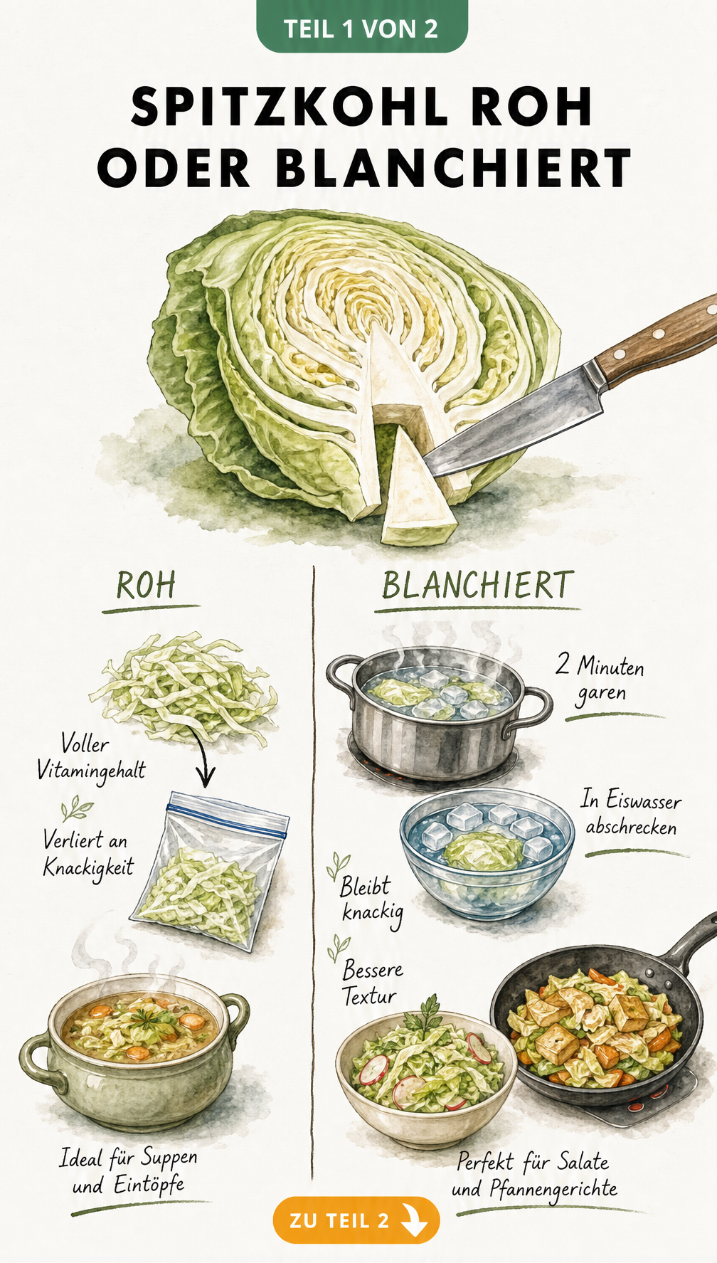 Illustration von Spitzkohl: Gegenüberstellung von rohem und blanchiertem Einfrieren mit Vor- und Nachteilen