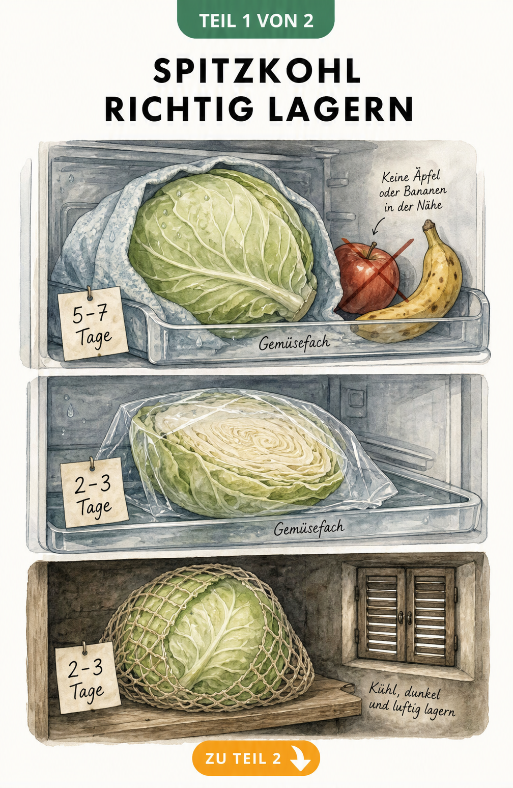 Illustration zur Lagerung von Spitzkohl im Kühlschrank und in der Speisekammer mit Haltbarkeitsangaben