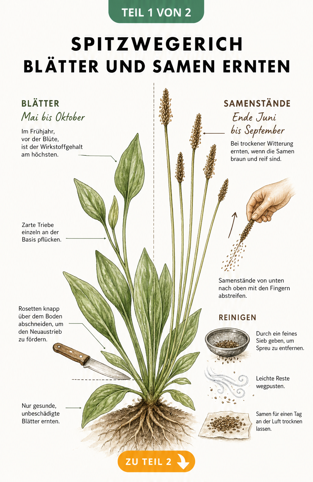 Botanische Illustration eines Spitzwegerichs mit Hinweisen zur Ernte von Blättern und Samen