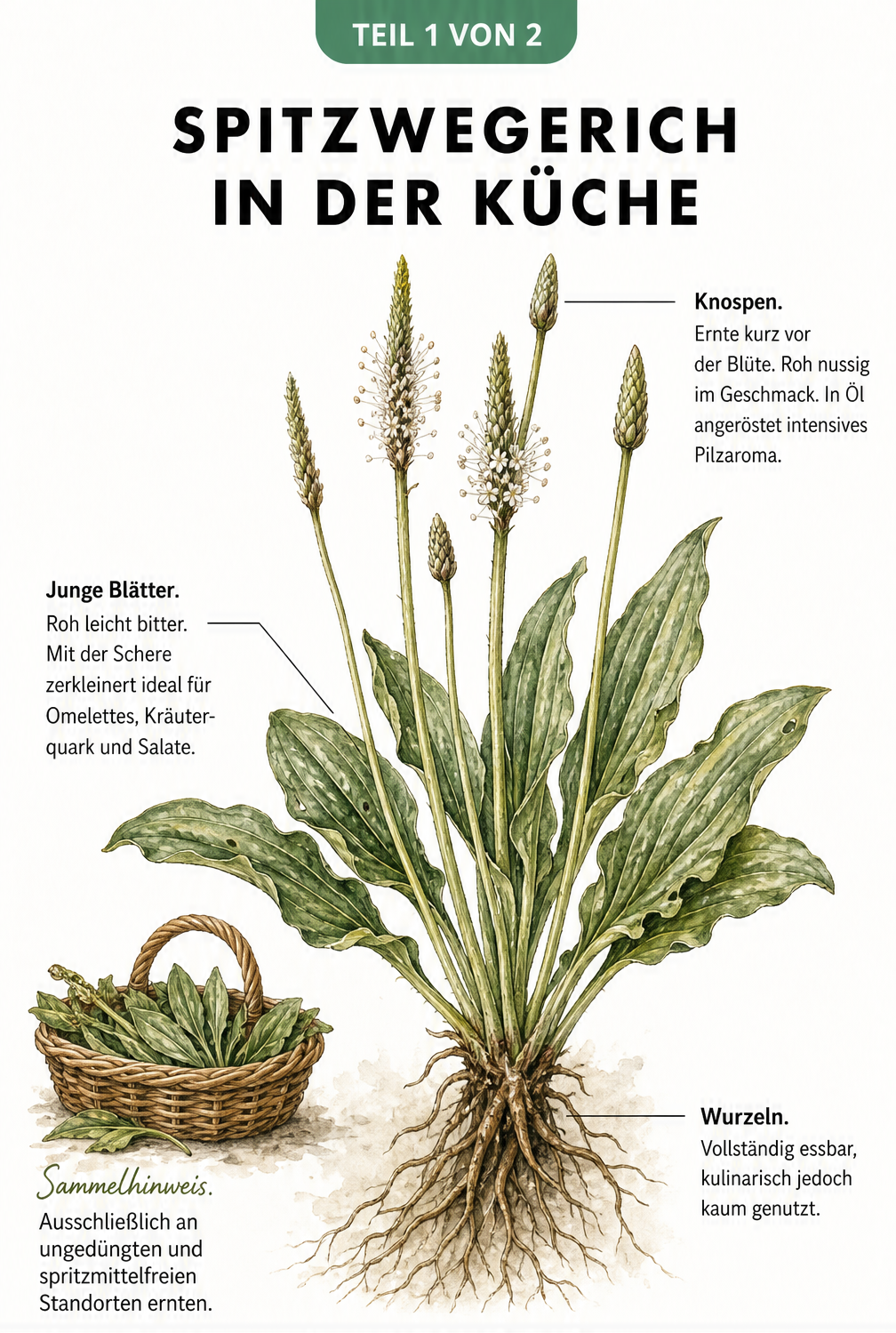 Botanische Illustration eines Spitzwegerichs mit Erklärungen zu essbaren Pflanzenteilen wie Knospen, Blättern und Wurzeln