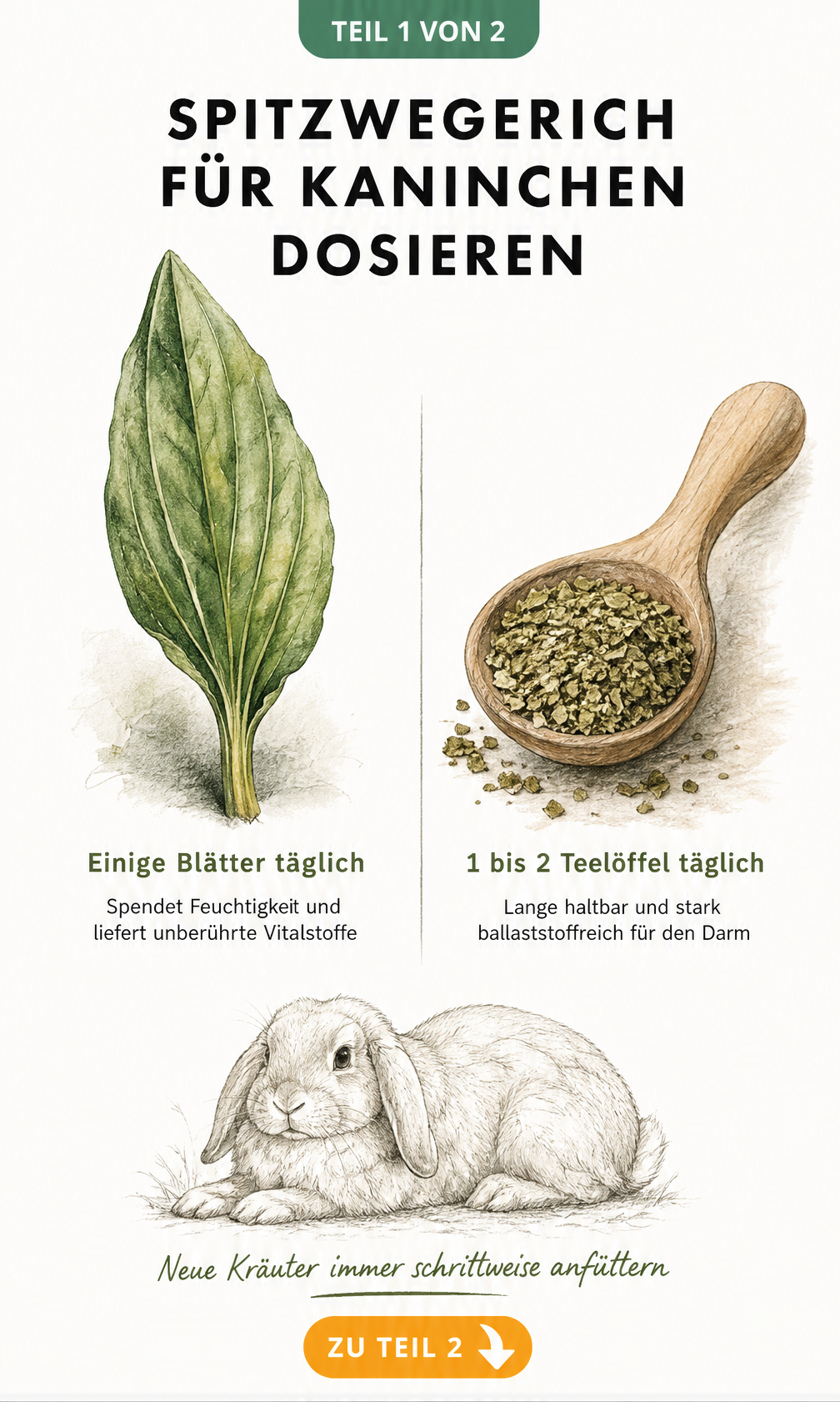 Illustration eines Spitzwegerichblatts und eines Holzlöffels mit getrocknetem Spitzwegerich zur Dosierung für Kaninchen