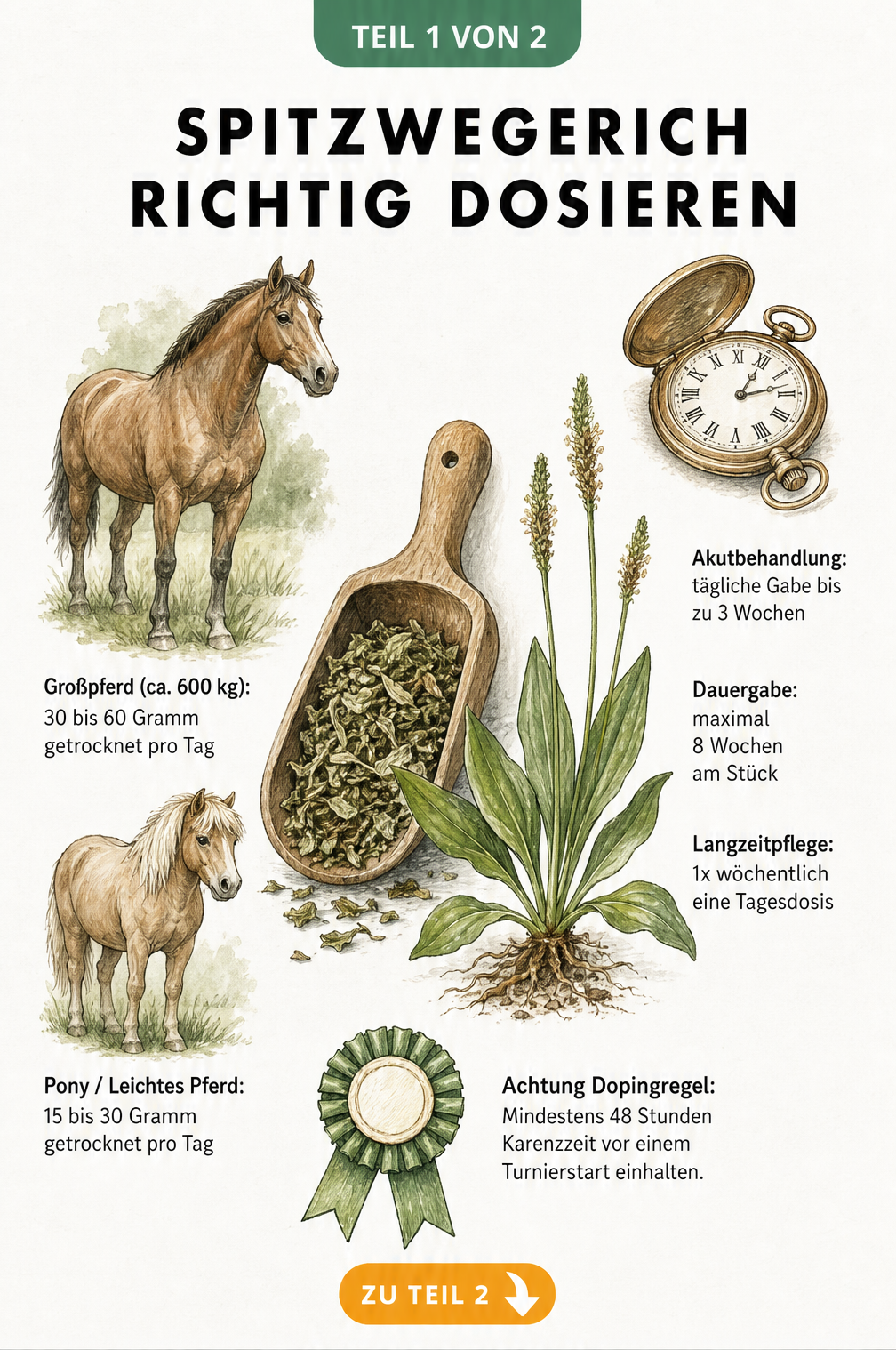 Botanische Illustration von Spitzwegerich und Pferden mit Dosierungsangaben und Karenzzeit für Turniere