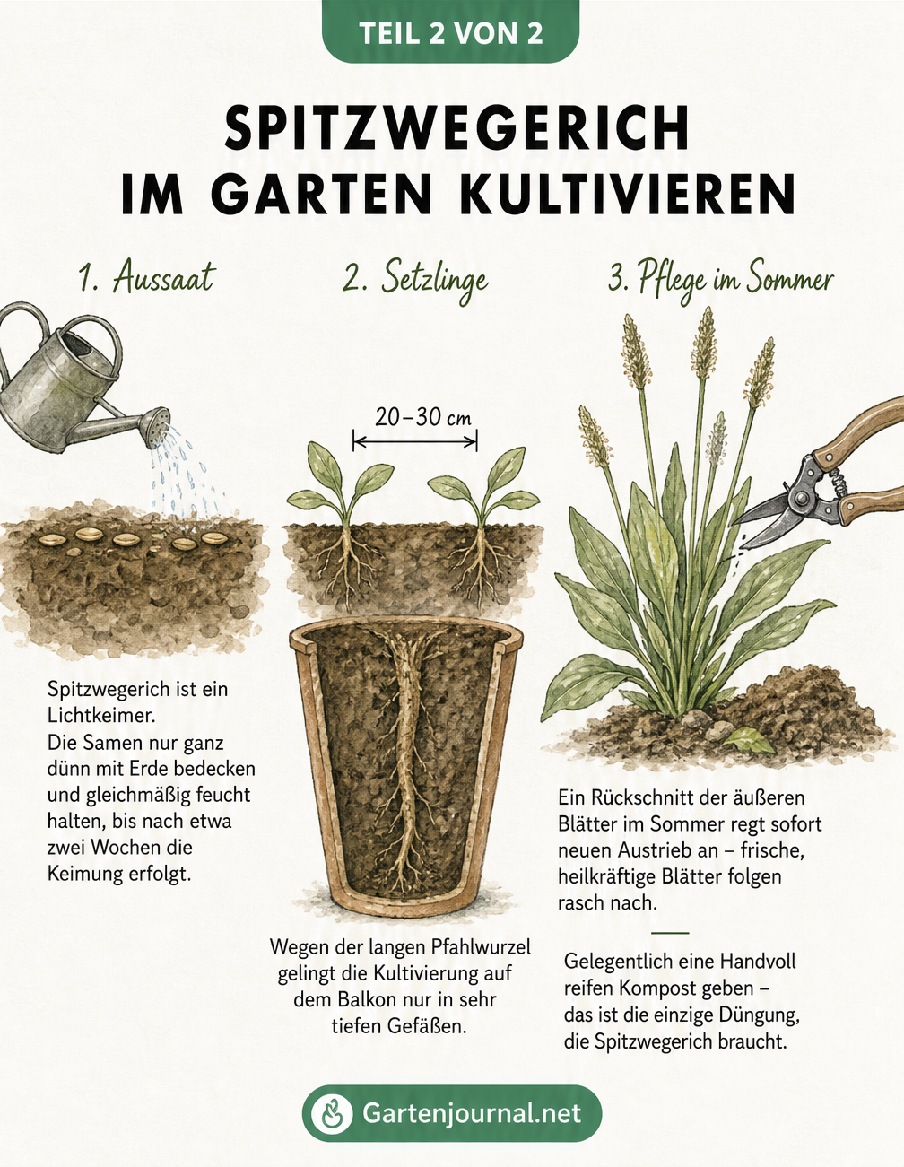 Illustrierte Gartenanleitung für Spitzwegerich, die Aussaat, Pflanzabstand und Rückschnitt im Sommer zeigt.