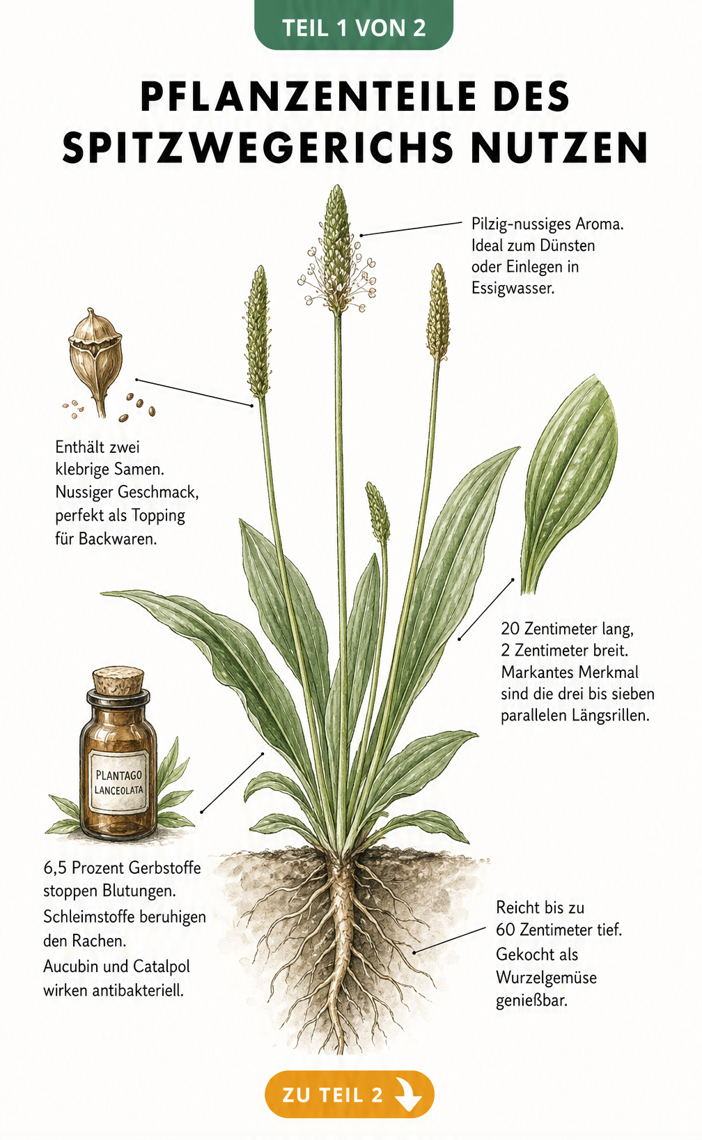 Botanische Illustration eines Spitzwegerichs mit Details zu Wurzel, Blättern, Blüten und Samen sowie deren Verwendung und Inhaltsstoffen