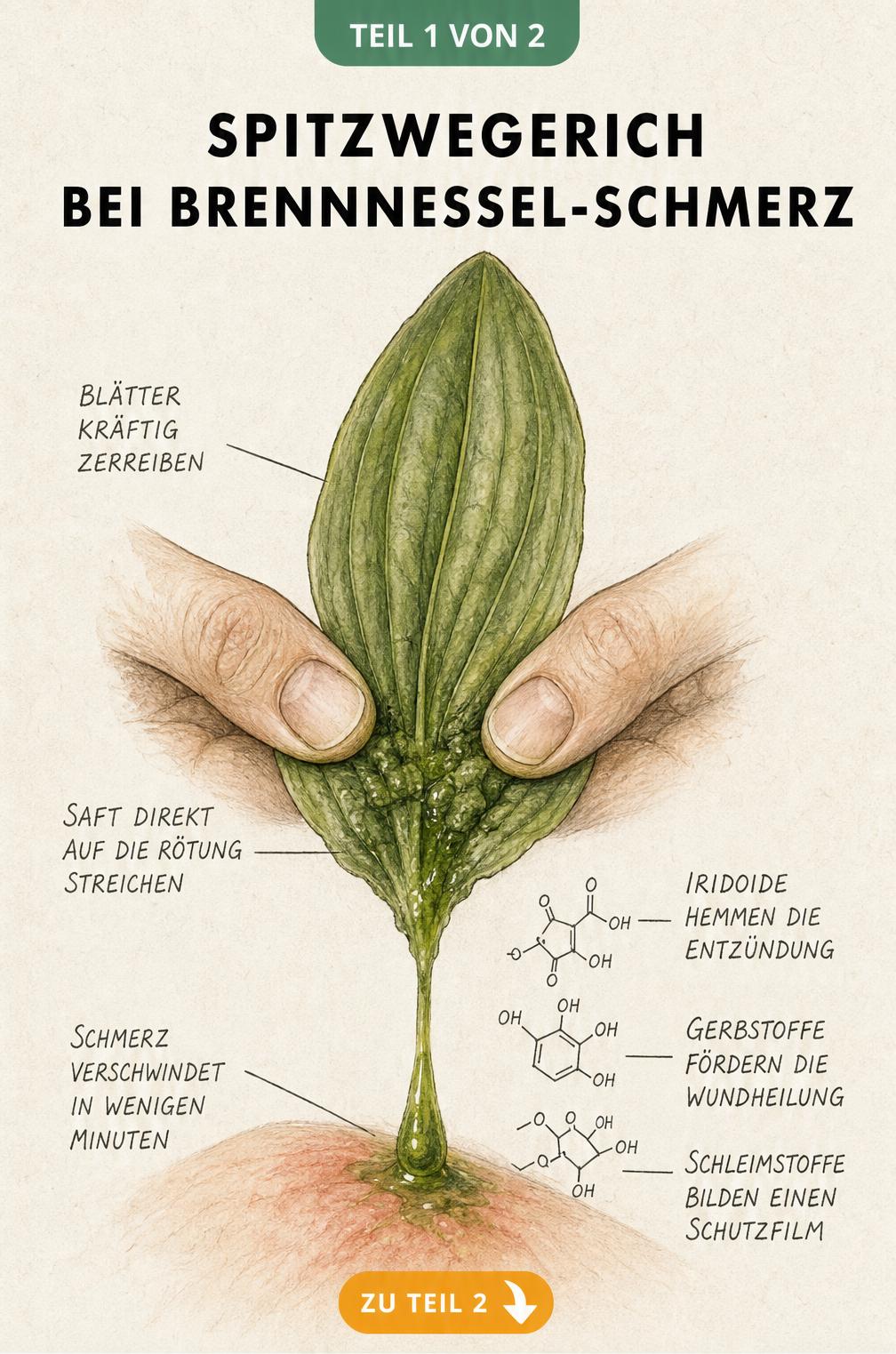 Illustration eines Spitzwegerichblatts, das zwischen zwei Fingern zerrieben wird, wobei grüner Pflanzensaft auf eine gerötete Hautpartie tropft.