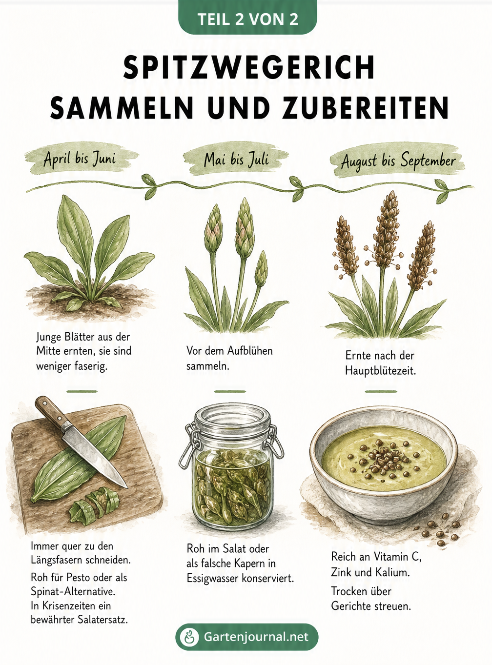 Illustrierter Saisonkalender für Spitzwegerich von April bis September mit Tipps zur Ernte und Zubereitung von Blättern, Knospen und Samen
