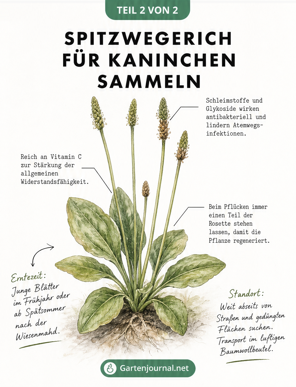 Aquarell-Zeichnung einer Spitzwegerichpflanze mit Hinweisen zu Inhaltsstoffen und Tipps zum Sammeln für Kaninchen
