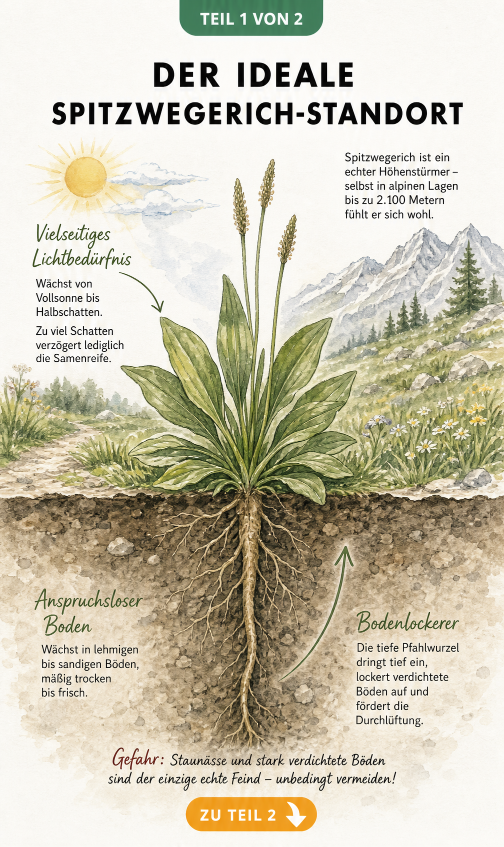 Botanische Querschnitts-Illustration eines Spitzwegerichs mit Wurzeln im Bodenprofil, die Licht- und Bodenansprüche zeigt.