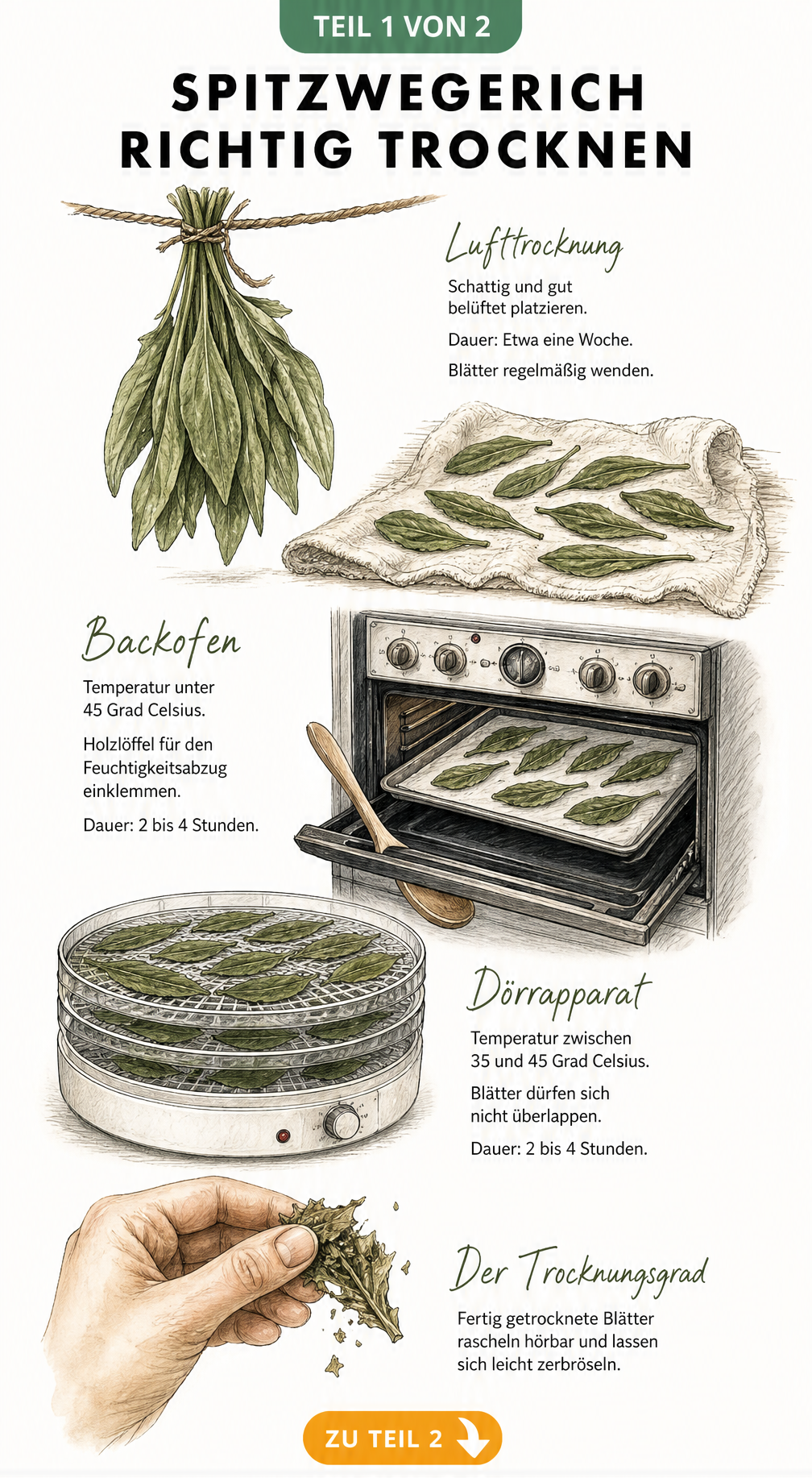 Illustration der drei Methoden zum Trocknen von Spitzwegerich: Lufttrocknung, Backofen und Dörrapparat