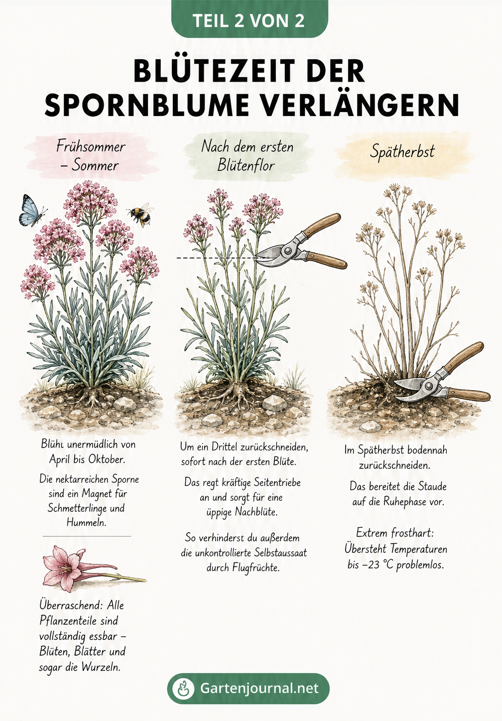 Illustration des Pflegezyklus der Spornblume vom Rückschnitt bis zur Herbstpflege