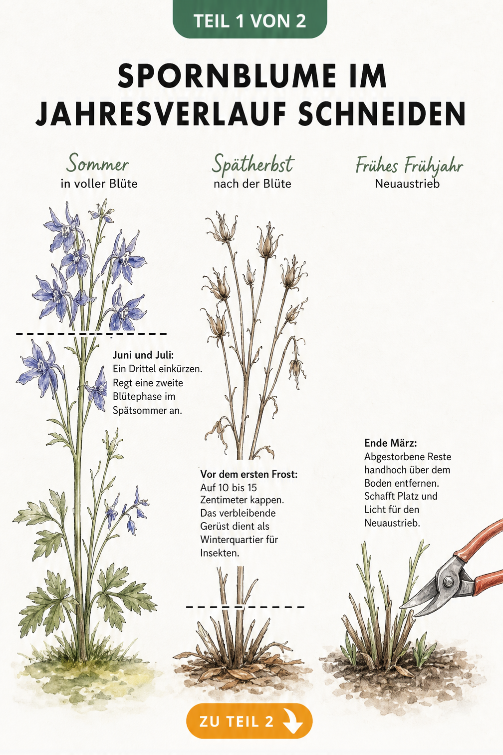 Botanische Illustration einer Spornblume in drei Entwicklungsstadien mit Schnittlinien für Sommer, Herbst und Frühjahr